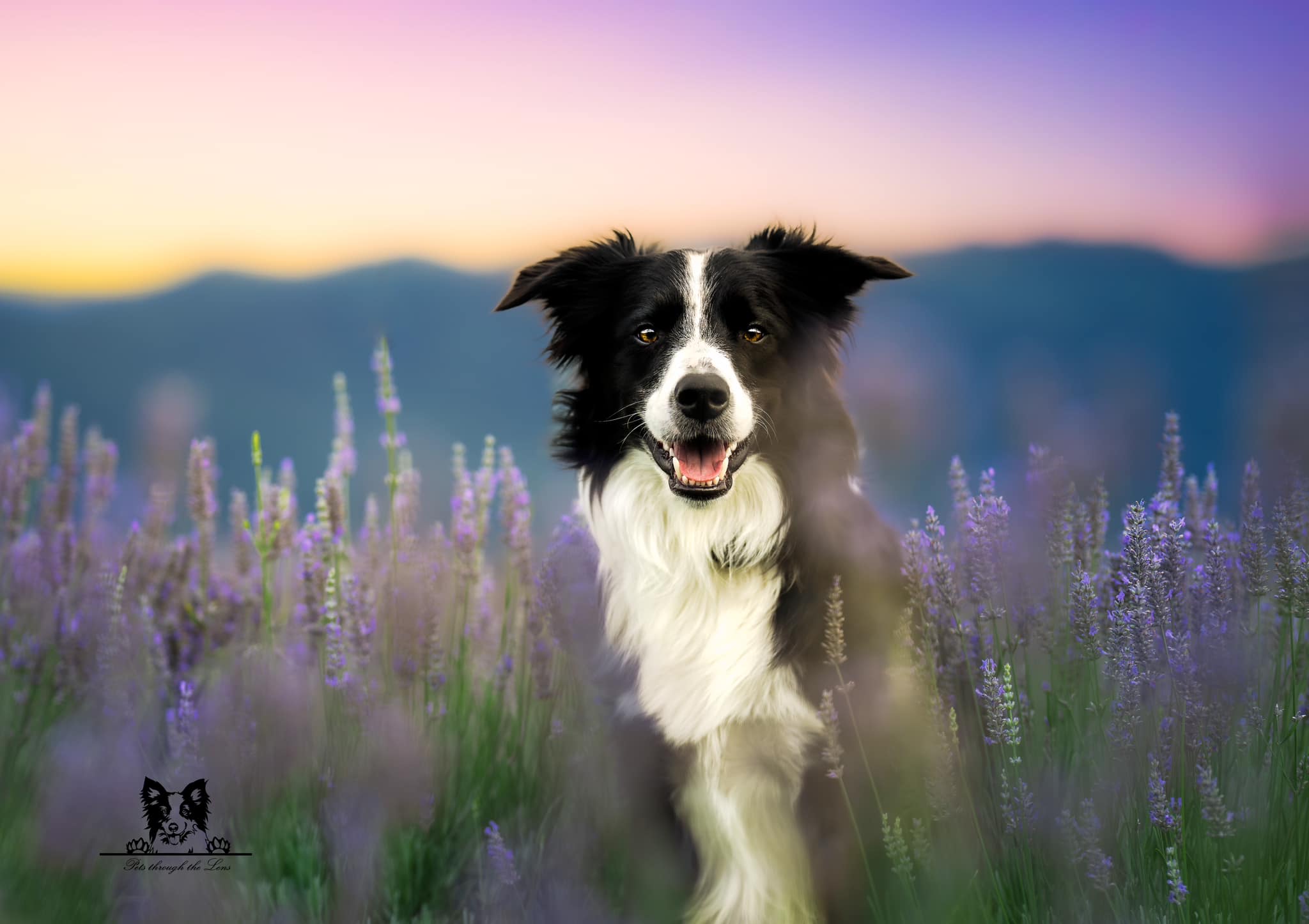 Pet Photography — Pets Through The Lens