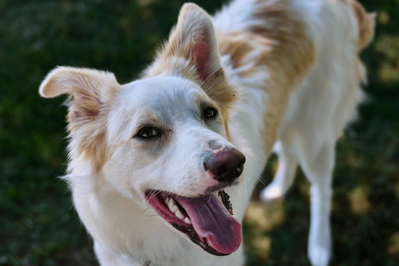 A smiling cream and white Border Collie outdoors