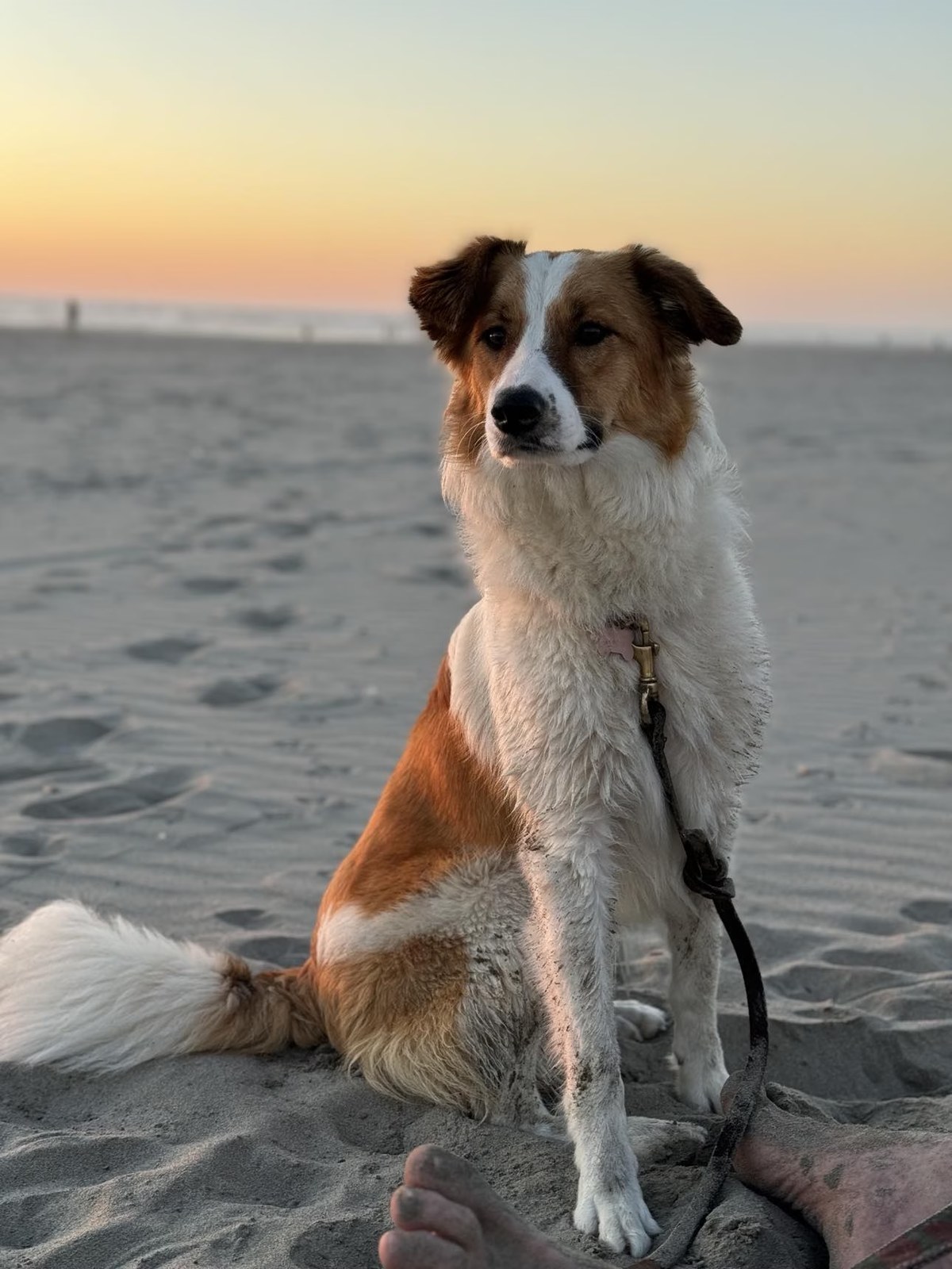 Tilly, CBCA registered Border Collie