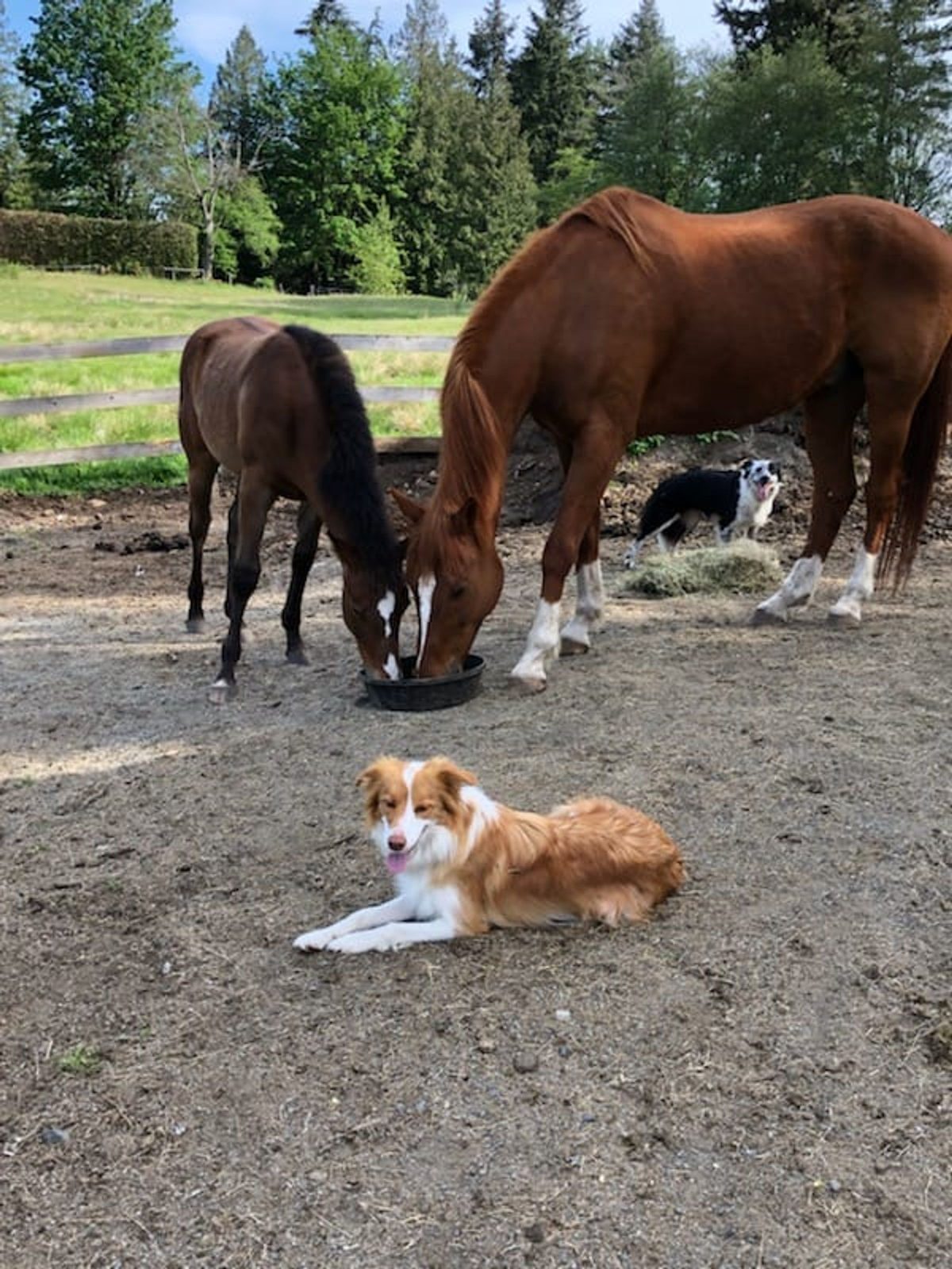 Willowcreek Border Collie Puppies | Border Collie Puppies in Canada
