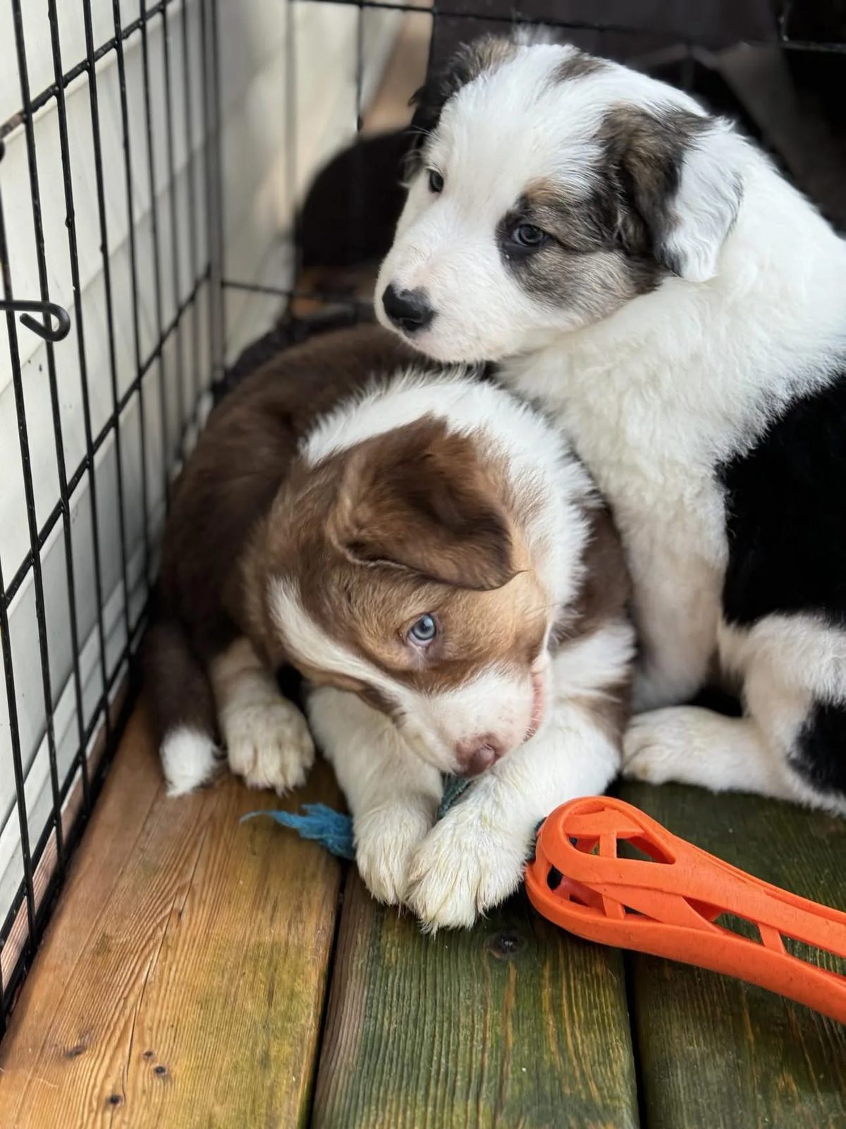 Best Border Collie Breeder in BC