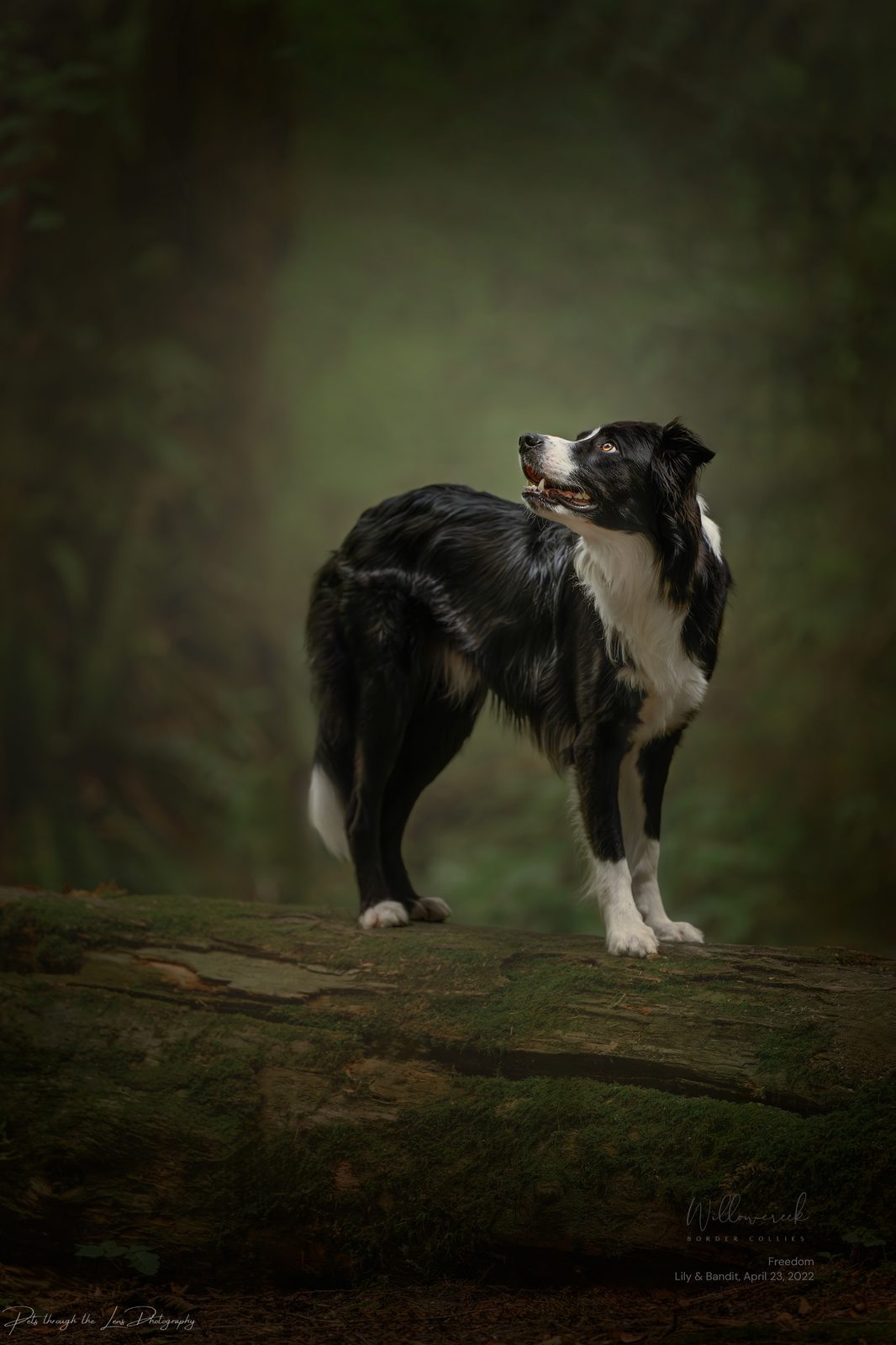 Willowcreek Border Collie Puppies | Border Collie Breeders in Canada