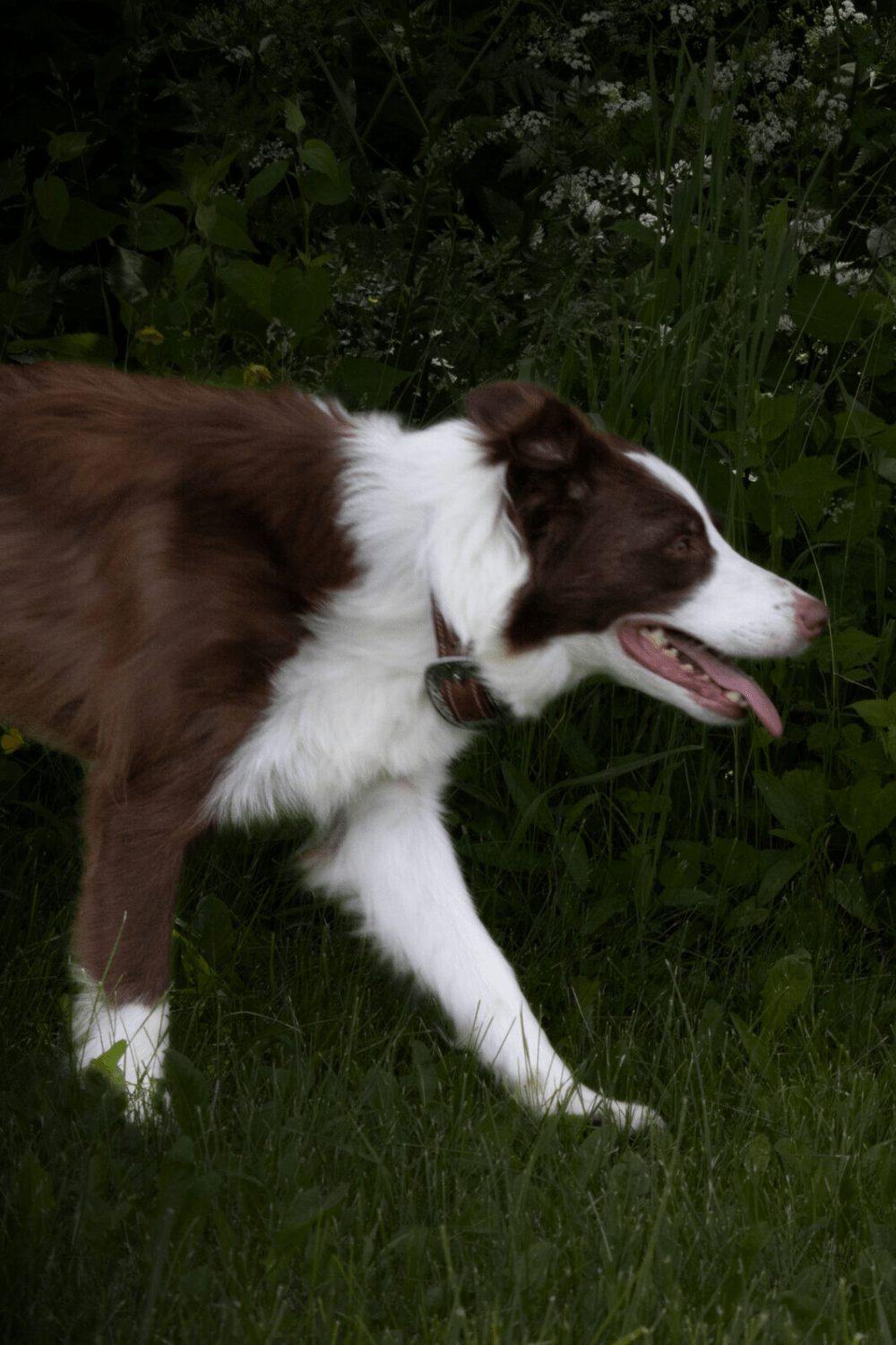 Willowcreek Border Collie Puppies | Border Collie Breeders in Canada
