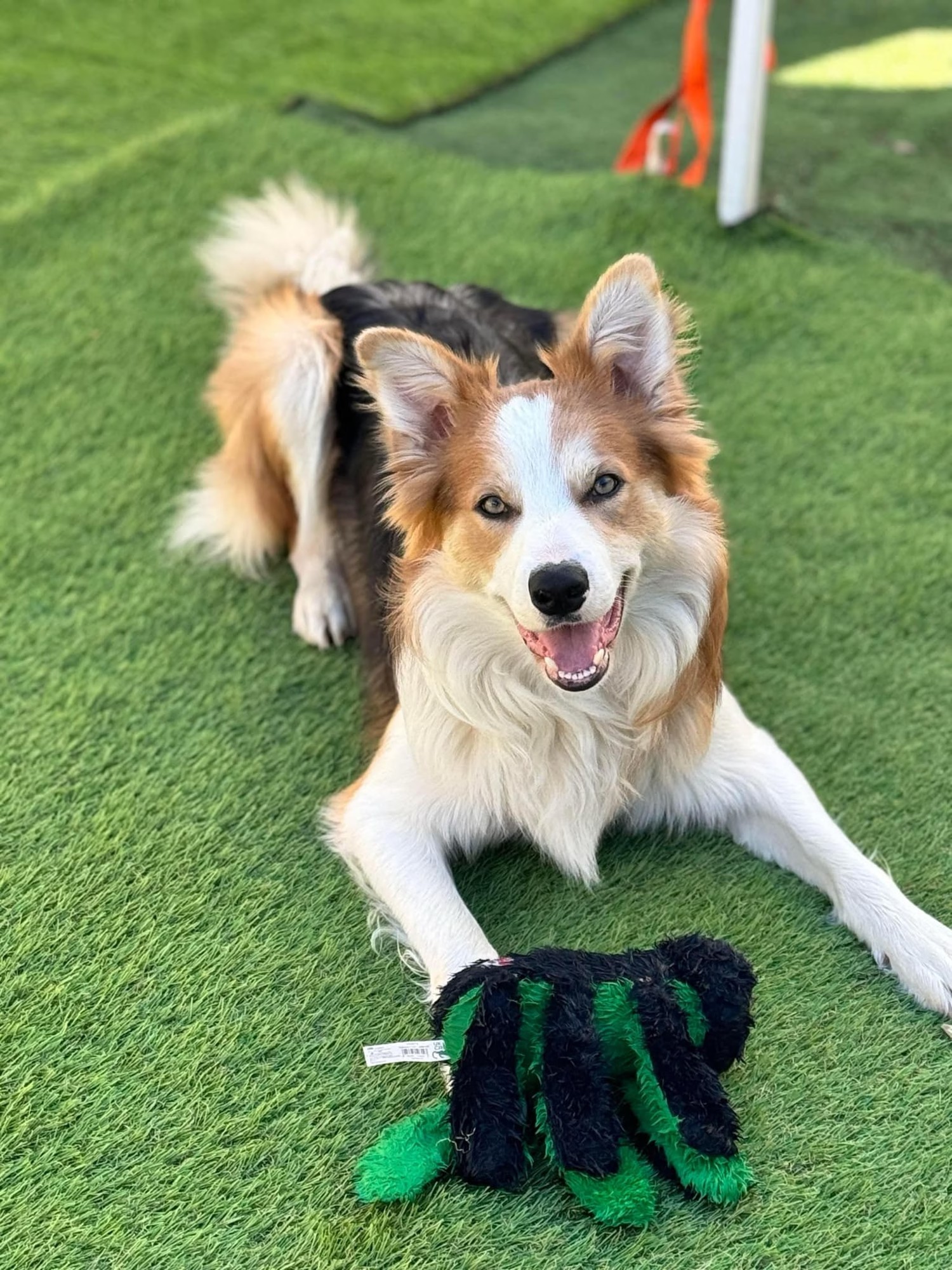 Shadow, blue sable Border Collie sire