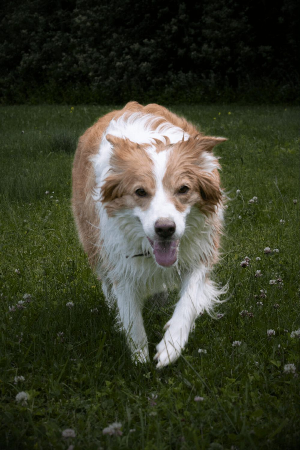 Willowcreek Border Collies | Border Collie Breeders in Canada