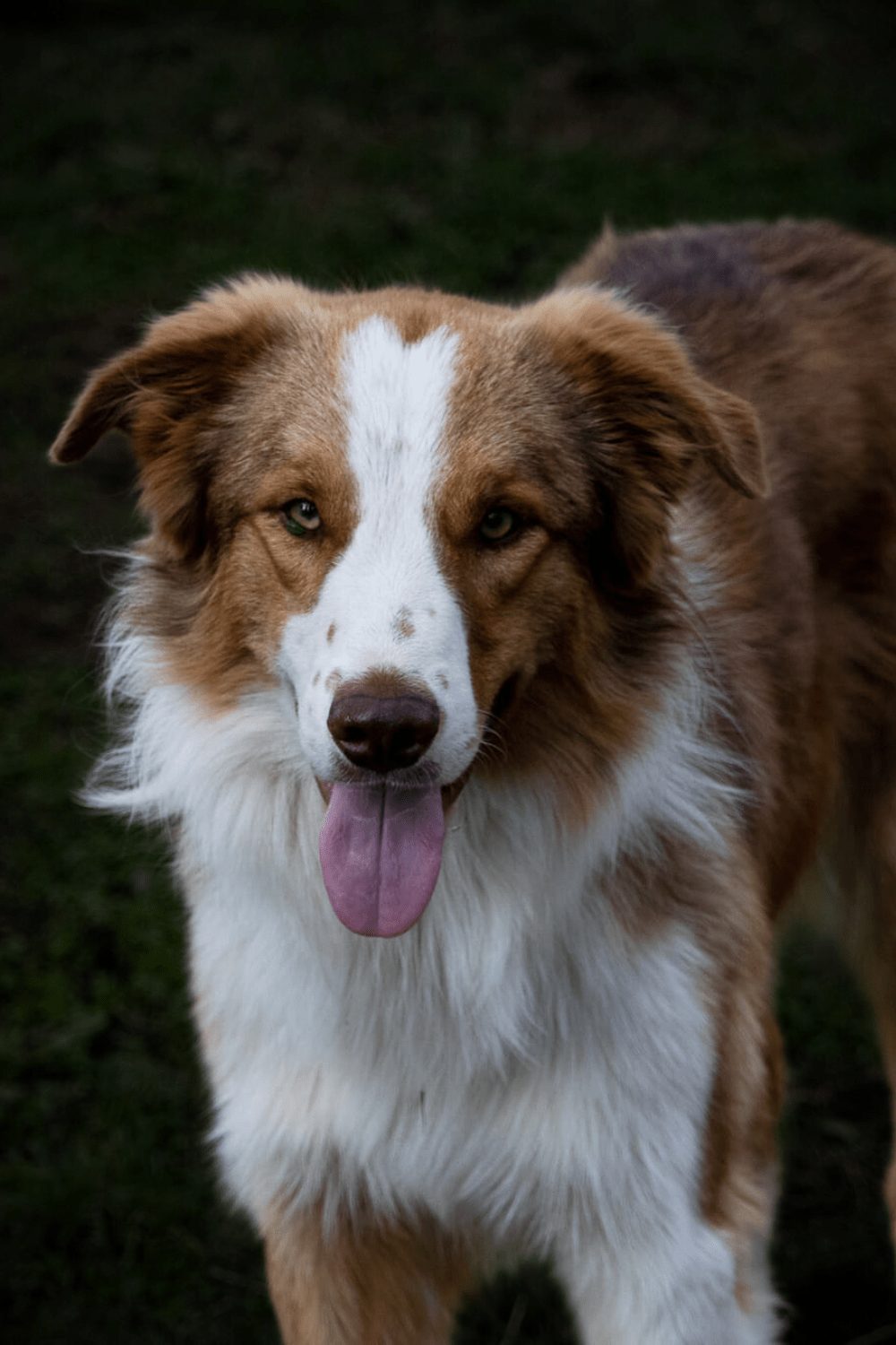 Willowcreek Border Collies | Border Collie Puppies