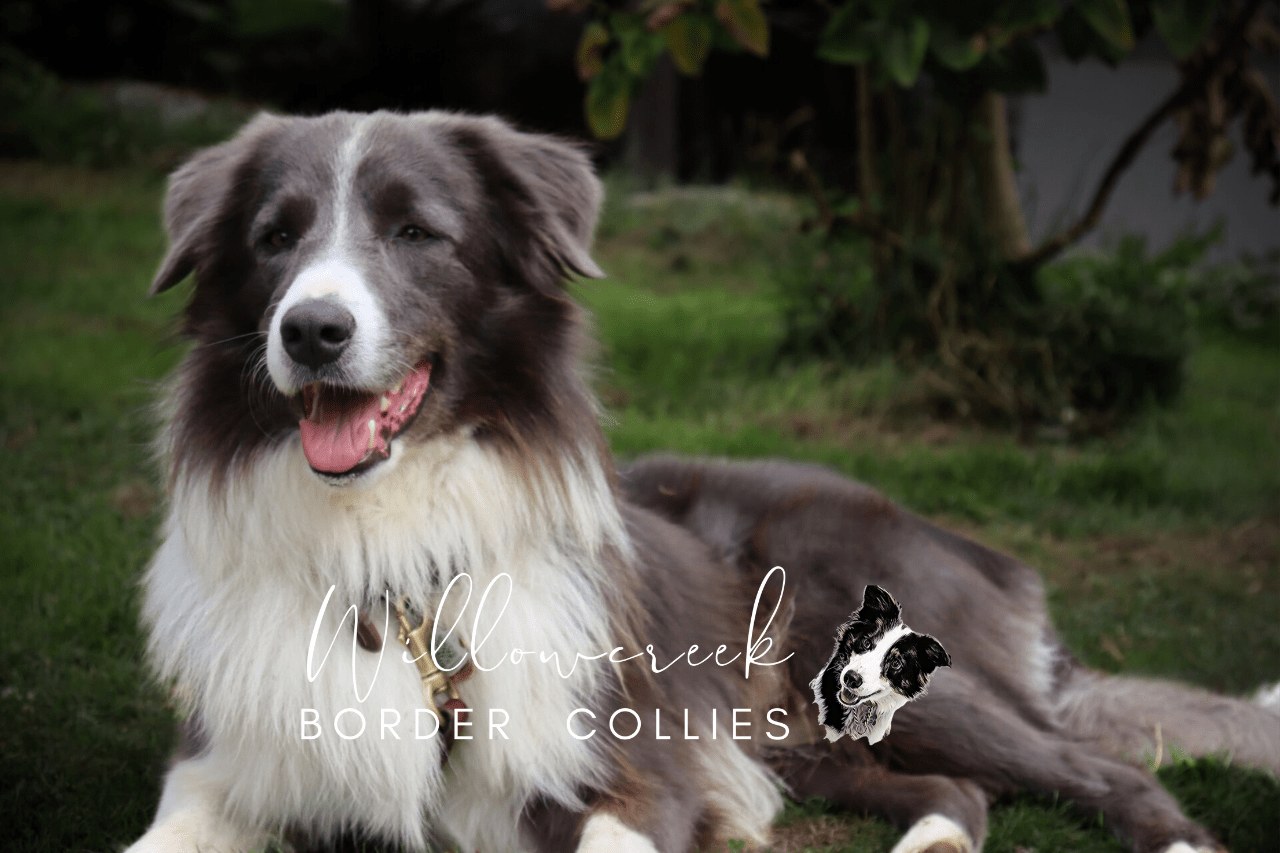 Jax, blue Border Collie sire