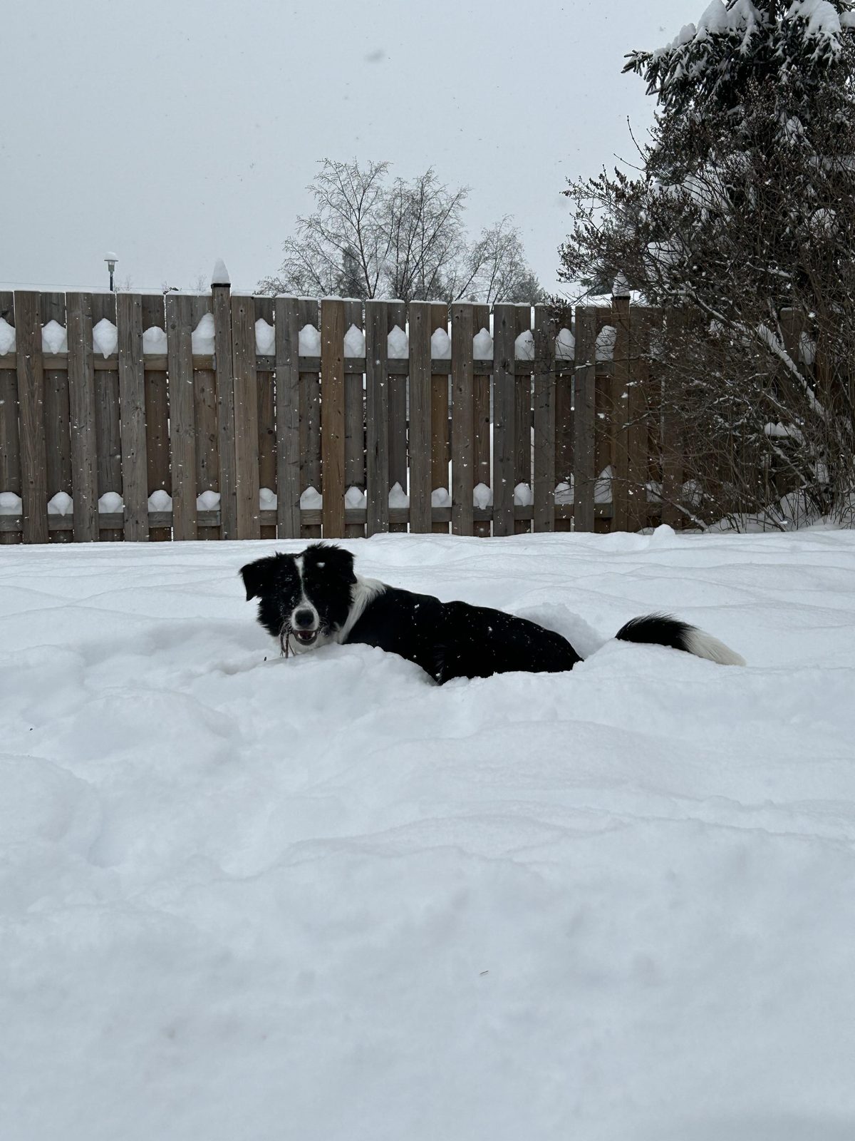 Blue Border Collie Puppies for sale