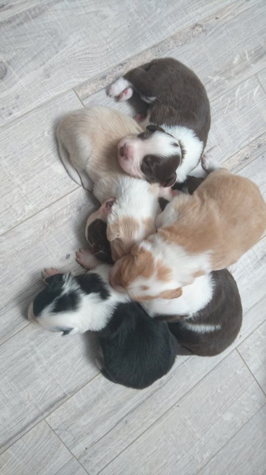 Willowcreek Border Collie Puppies | Border Collie Puppies in Canada