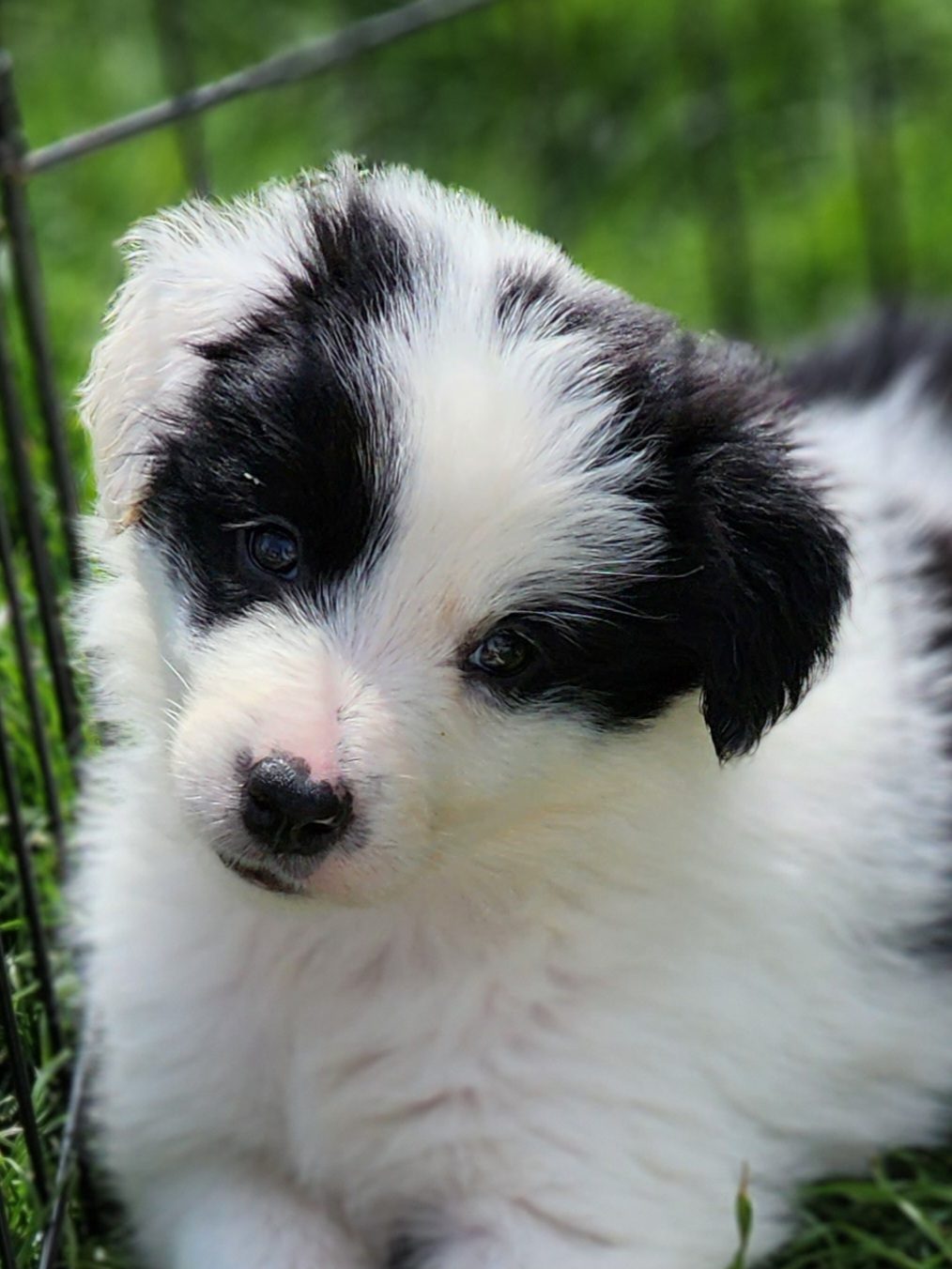 Willowcreek Border Collie Puppies | Border Collie Breeders in Canada