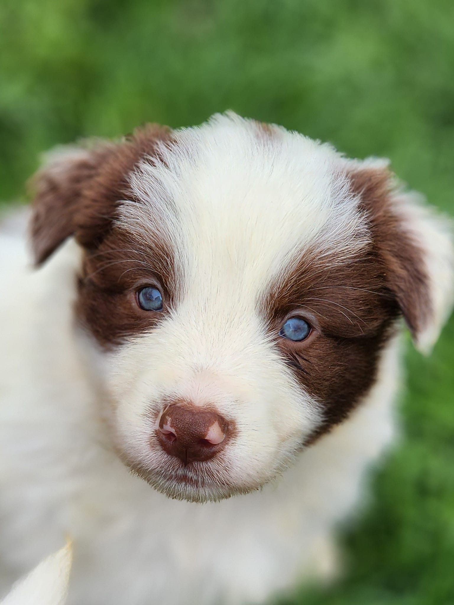 What is a responsible dog breeder?