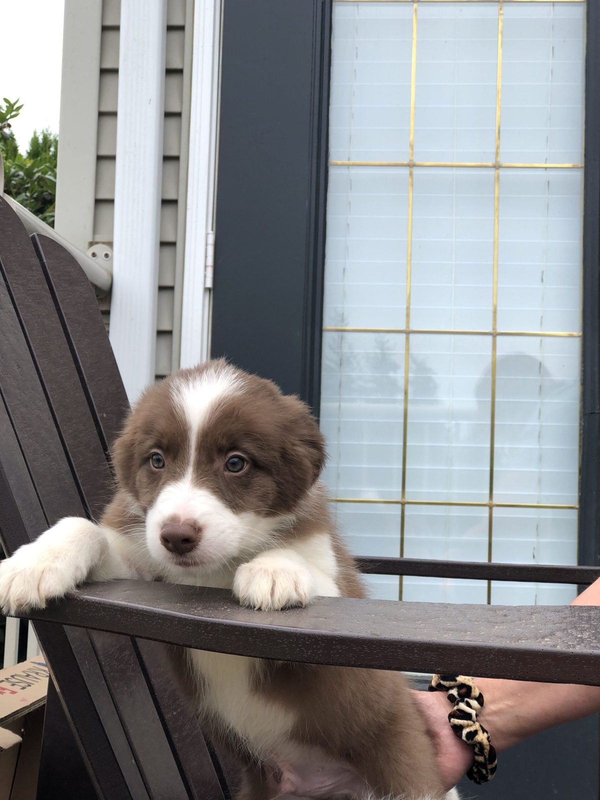 Willowcreek Border Collie Puppies | Border Collie Breeders in Canada