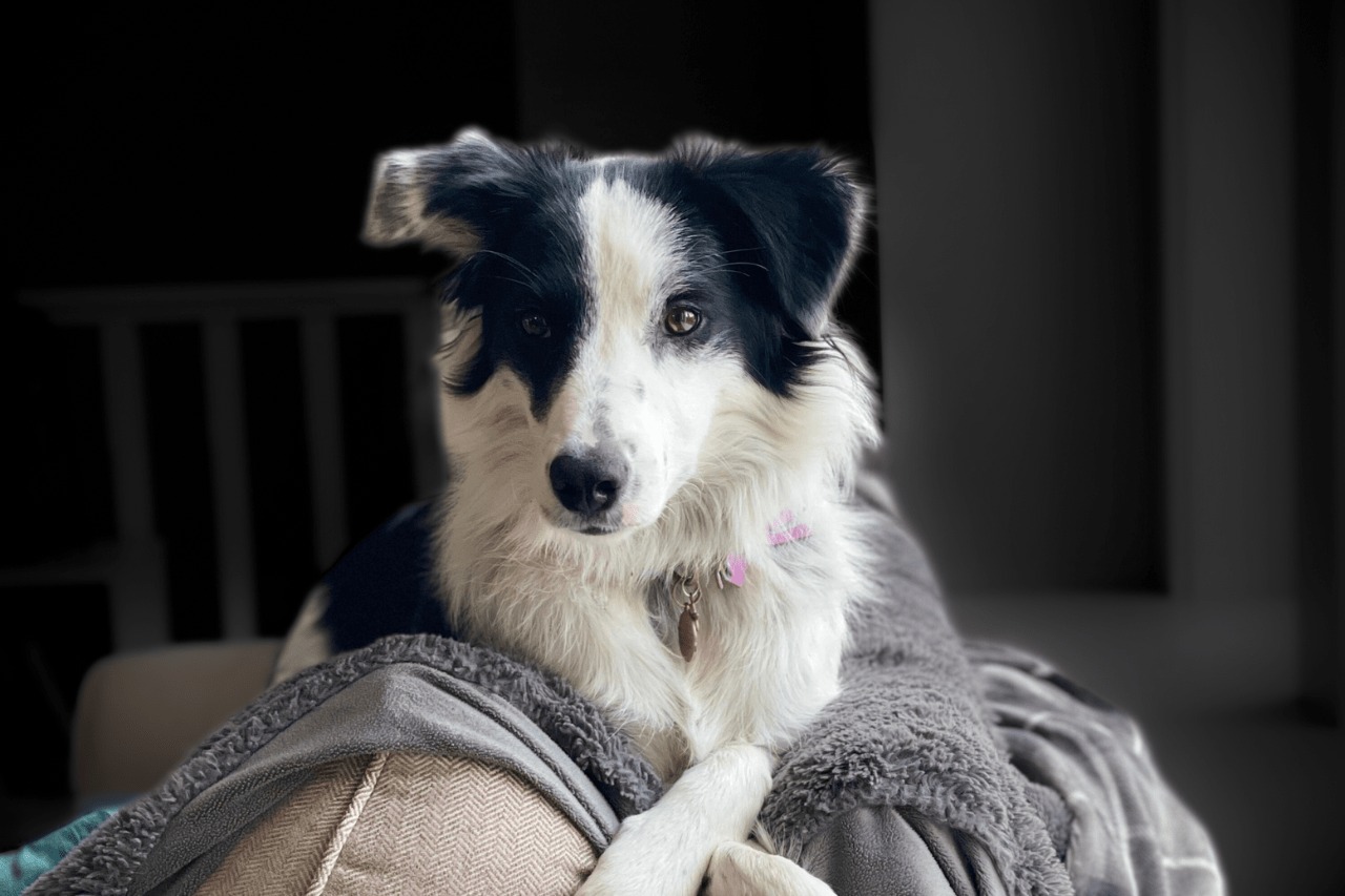 A black and white Border Collie on a mossy log in golden forest light