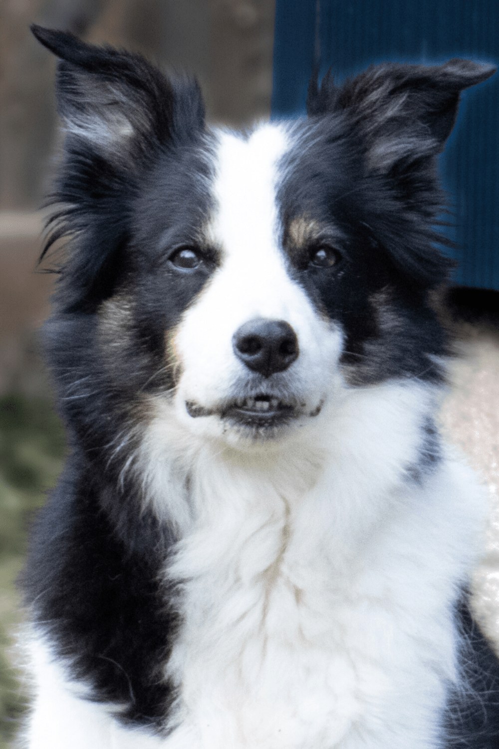 Riley, tri colour Border Collie portrait