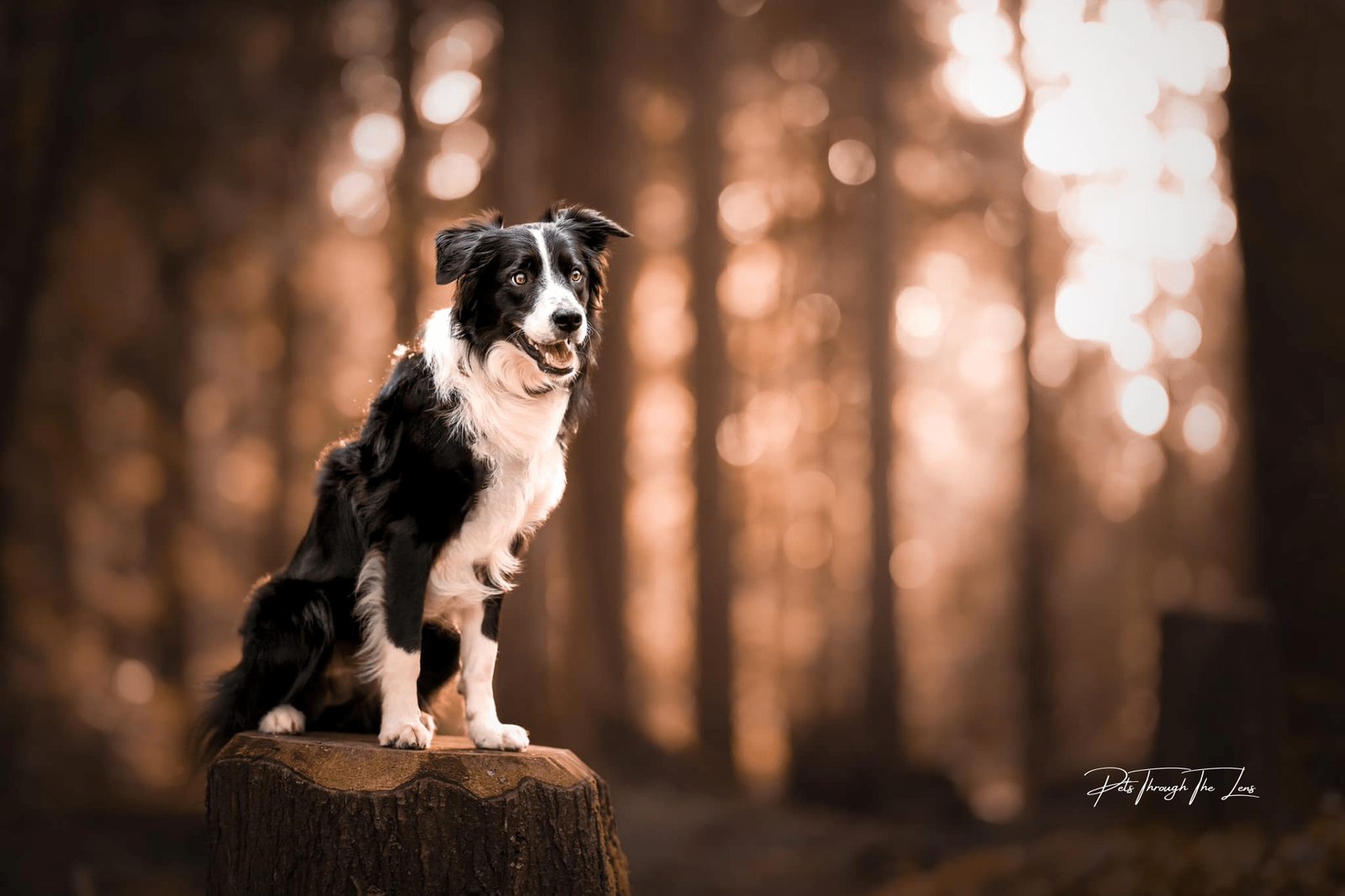 Willowcreek Border Collies | Border Collie Breeders in Canada