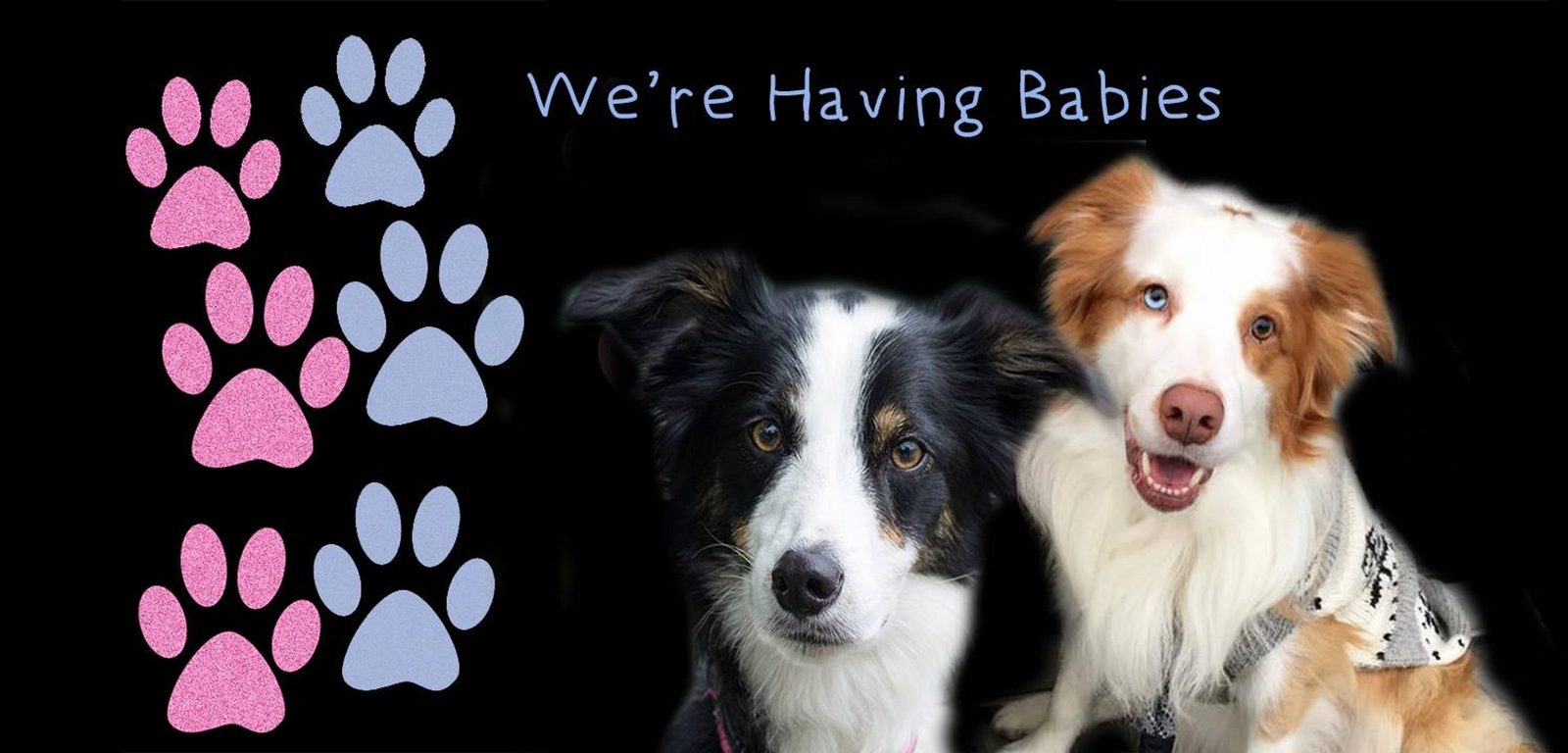 Willowcreek Border Collie Puppies | Border Collie Puppies in Canada