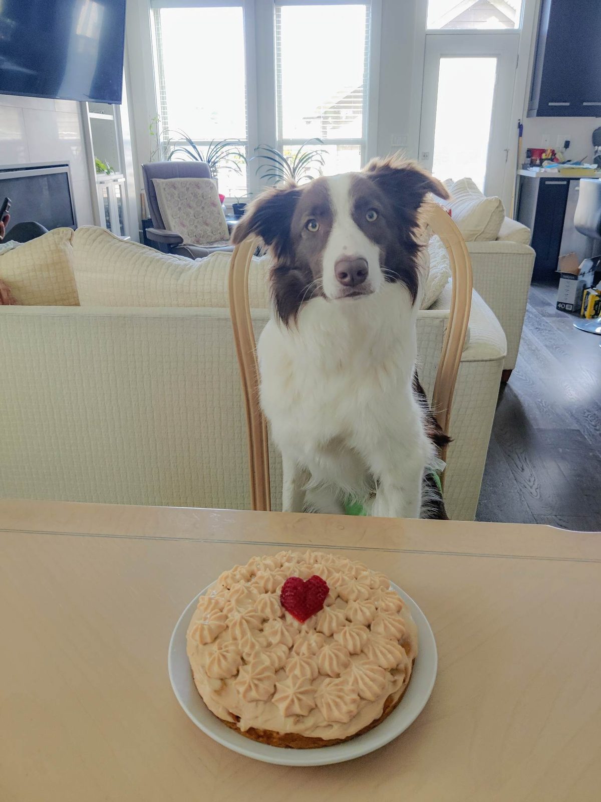 Available Border Collie Puppies