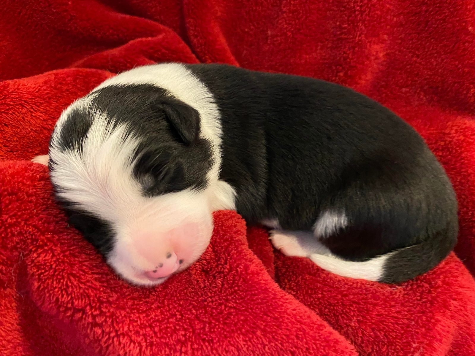 Available Border Collie Puppies