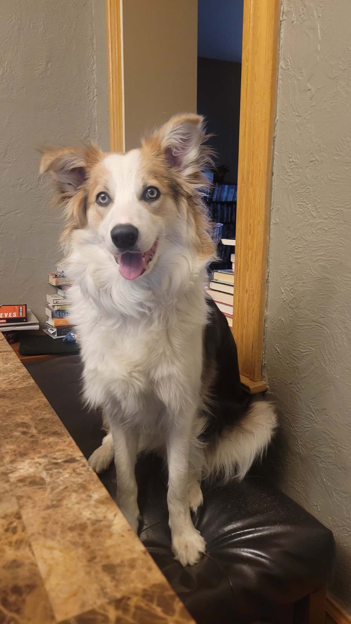 Shadow, blue sable Border Collie sire at home