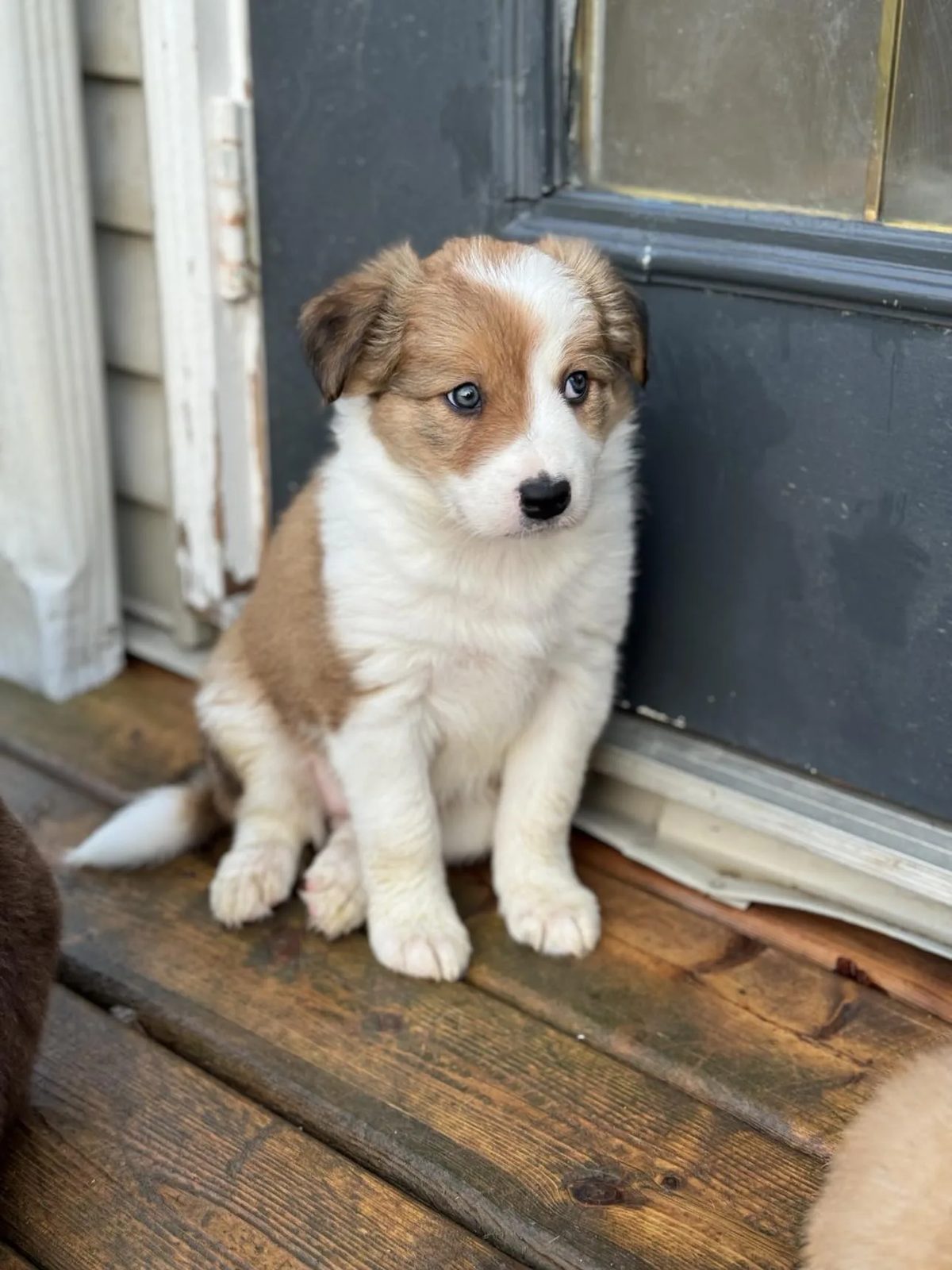 Best Border Collie Breeder in BC