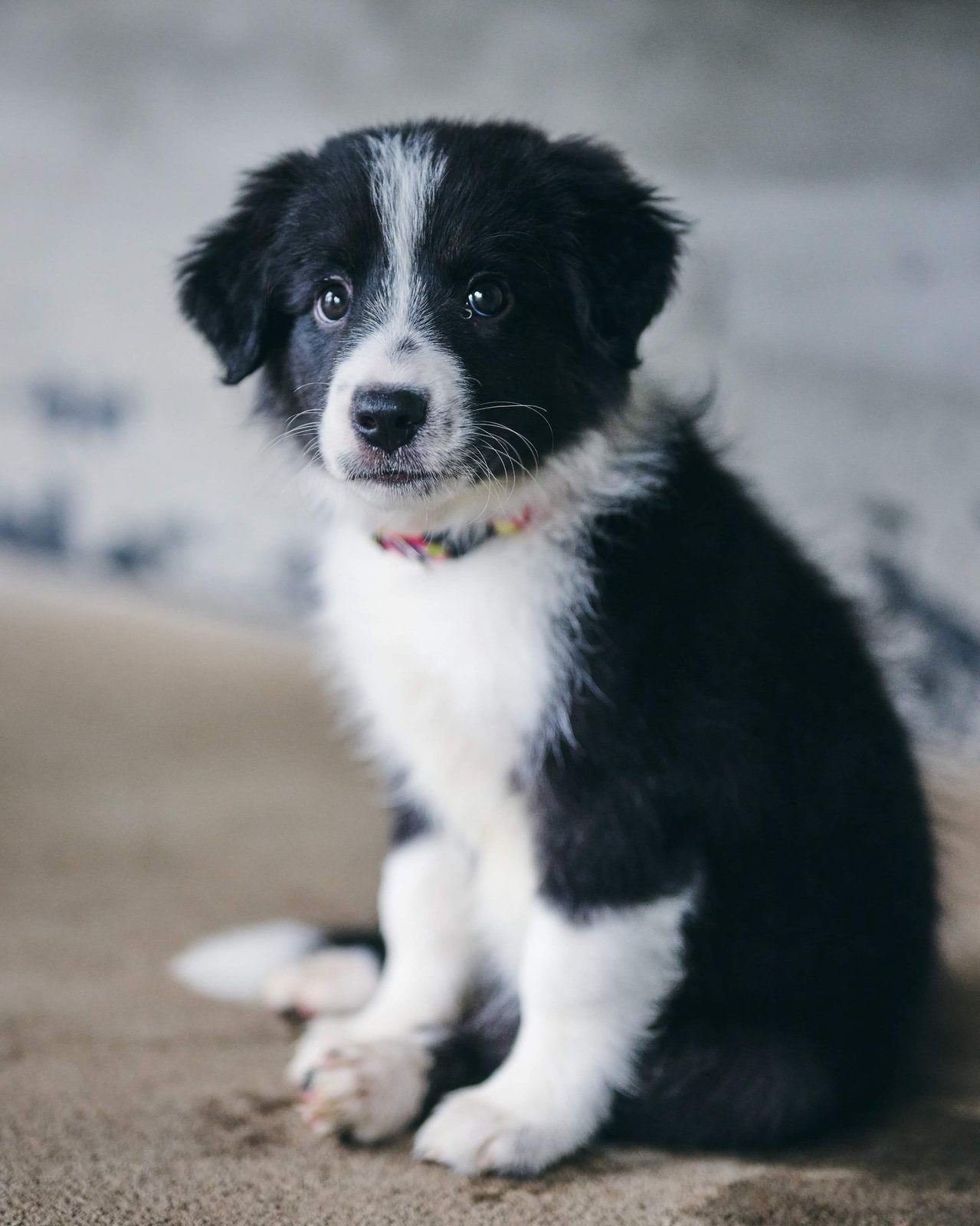 Willowcreek Border Collie Puppies | Border Collie Breeders in Canada