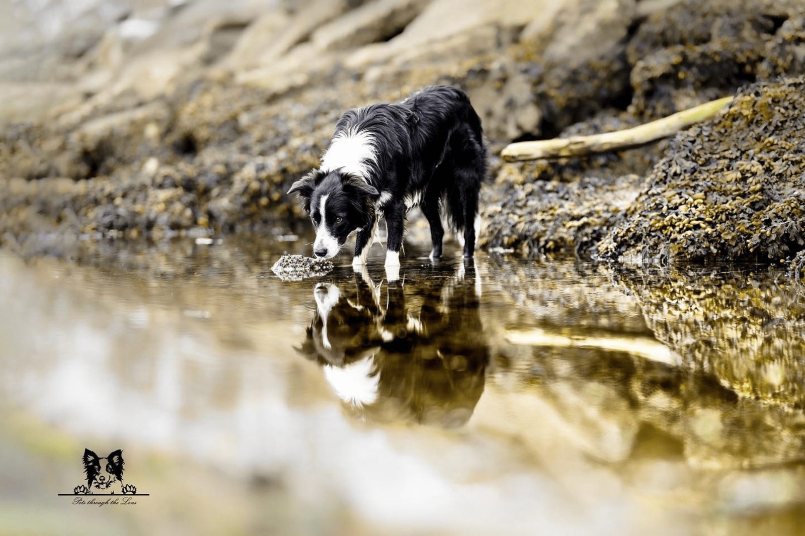 Willowcreek Border Collies | Border Collie Breeders in Canada