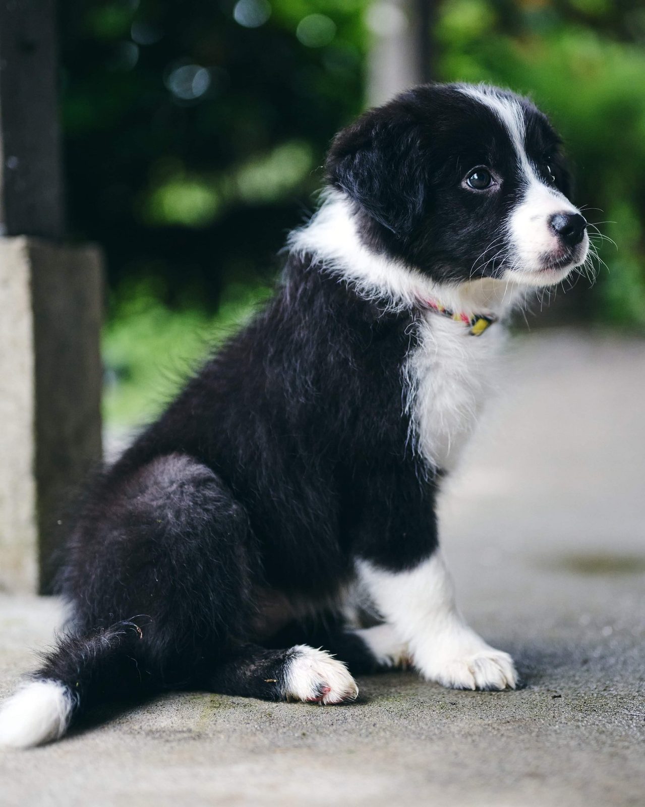 Willowcreek Border Collie Puppies | Border Collie Breeders in Canada