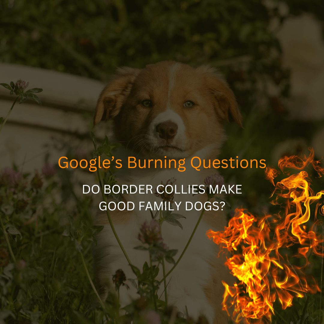 Border Collie Breed – Do they make good family dogs?