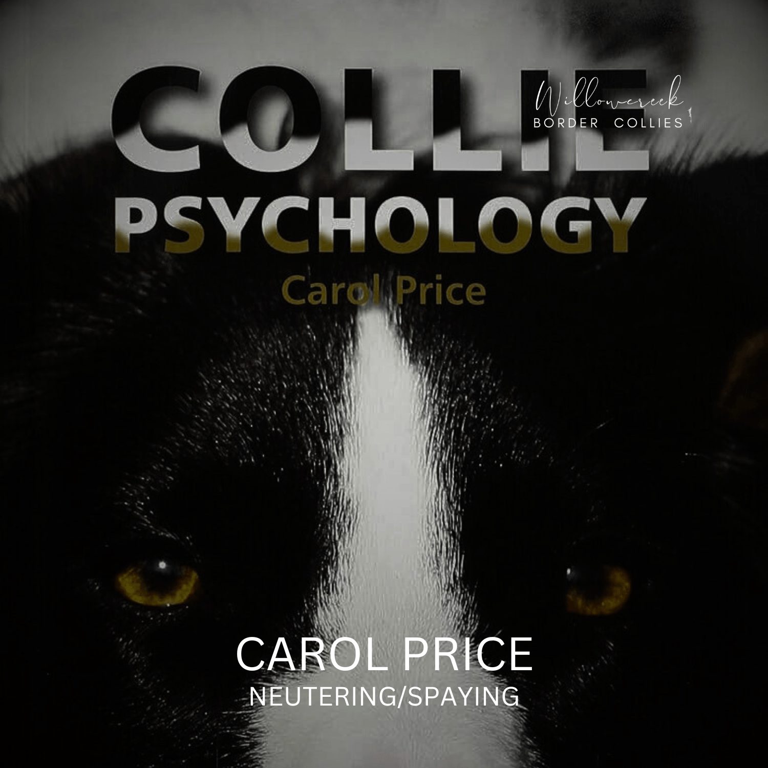 BORDER COLLIES AND NEUTERING/SPAYING – THE PROS AND CONS