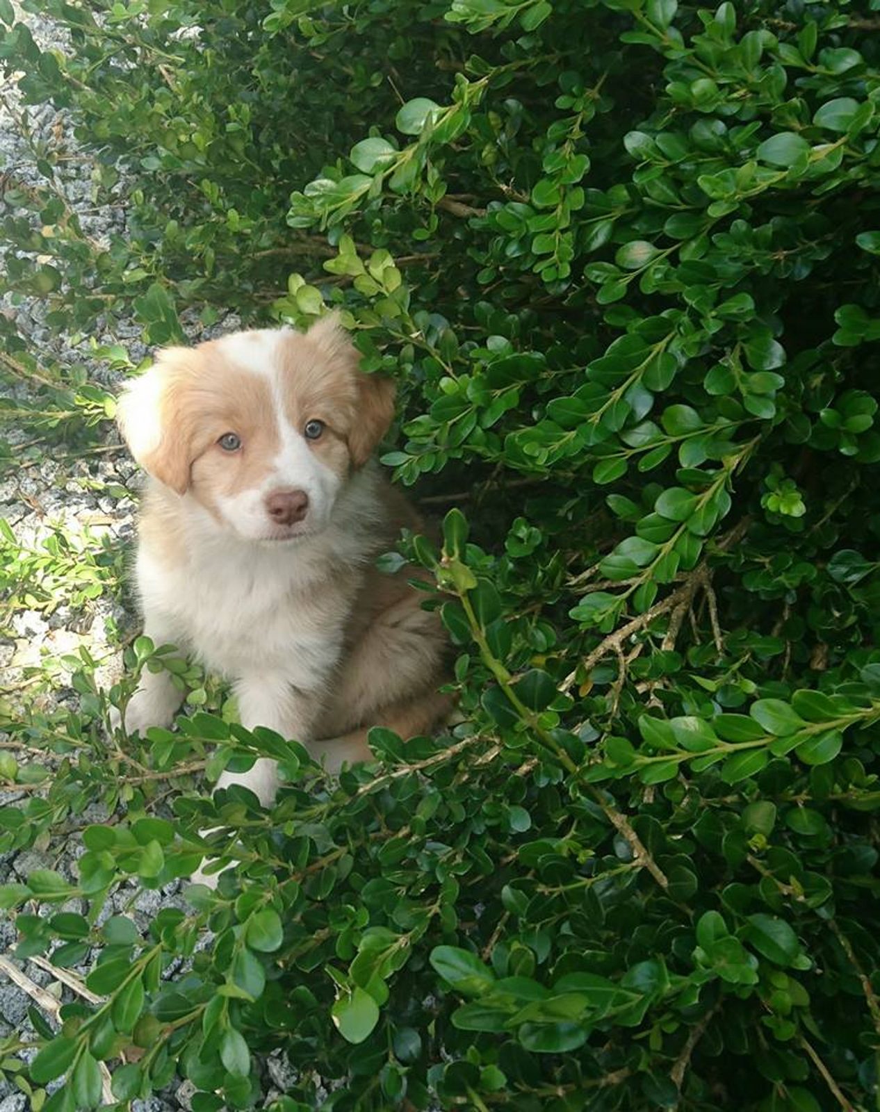 Willowcreek Border Collie Puppies | Border Collie Puppies in Canada