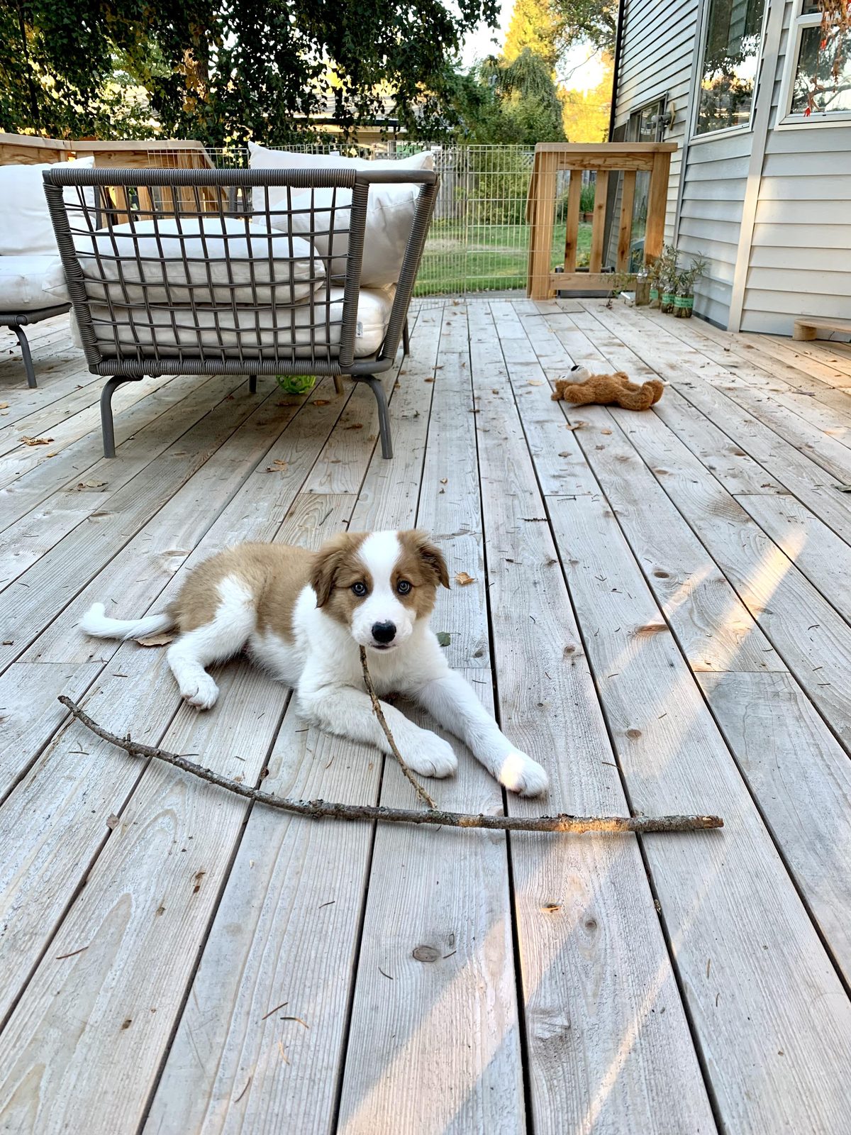 Available Border Collie Puppies