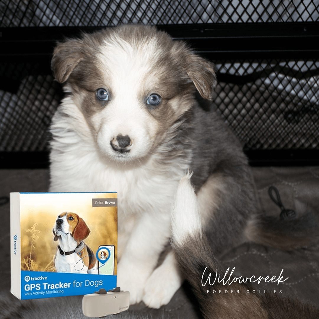Puppy Checklist Must Have:  Tractive GPS Tracker