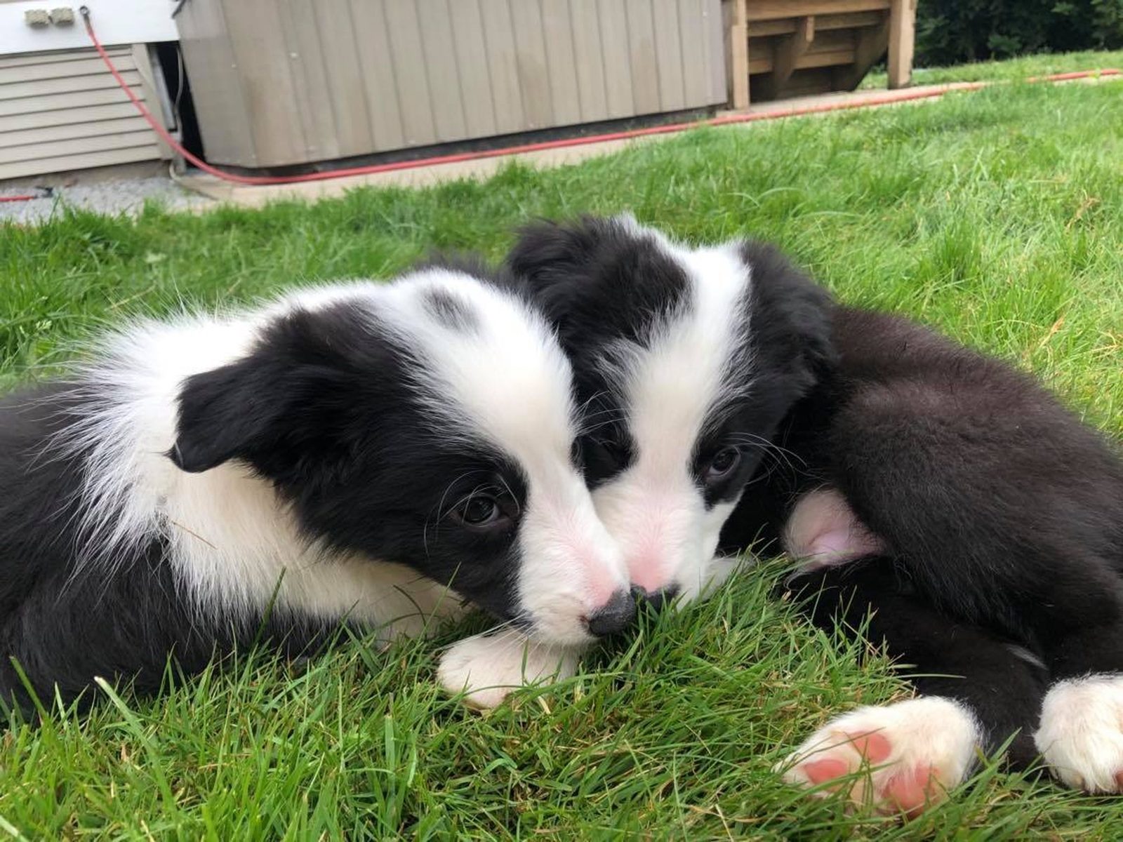 Jax offspring