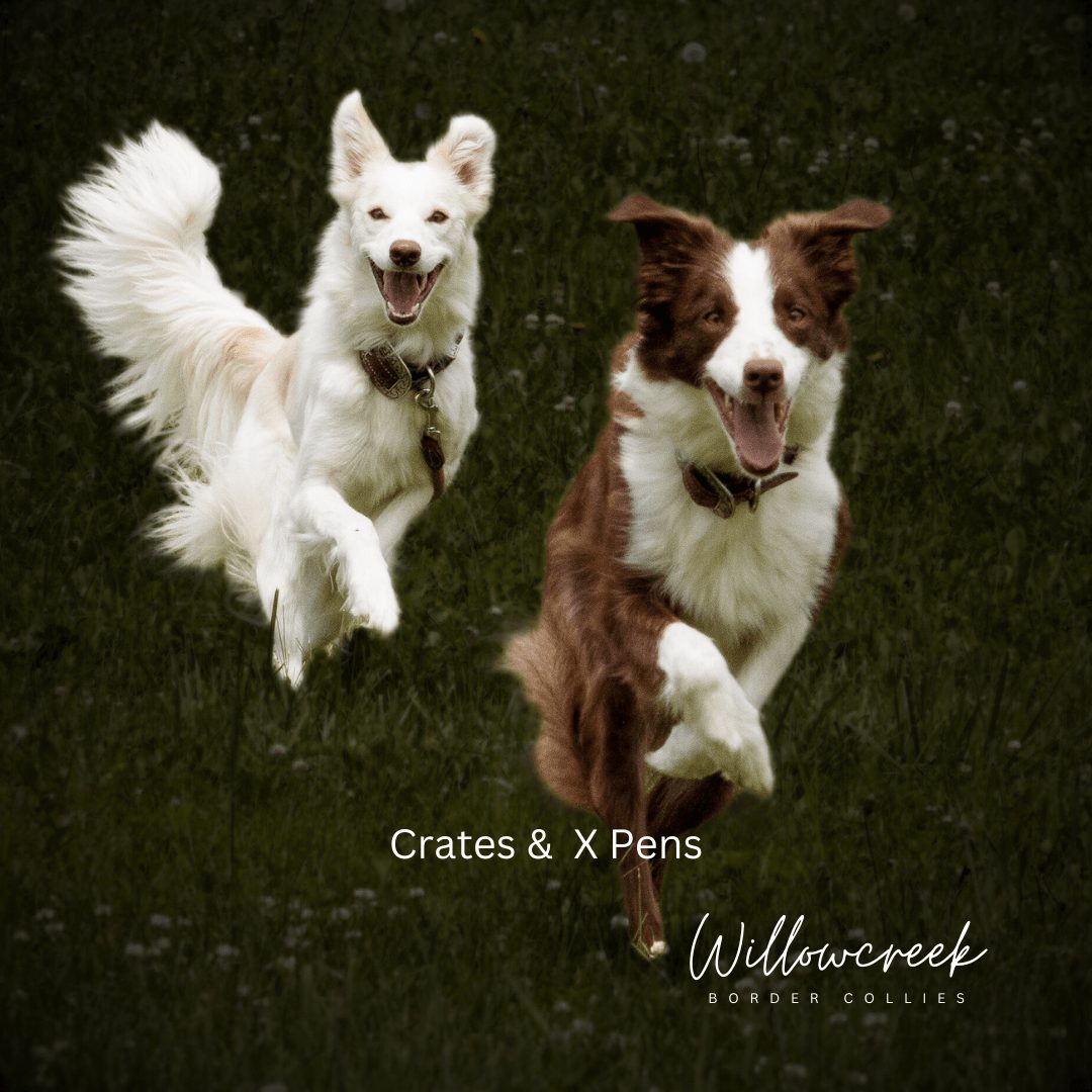 Should I Crate Train My Puppy?  Early Crate Training