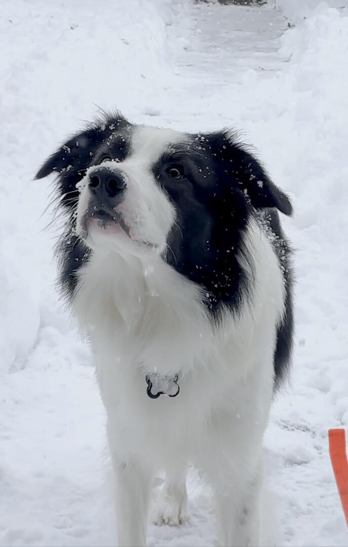 Willowcreek Border Collies | Jax