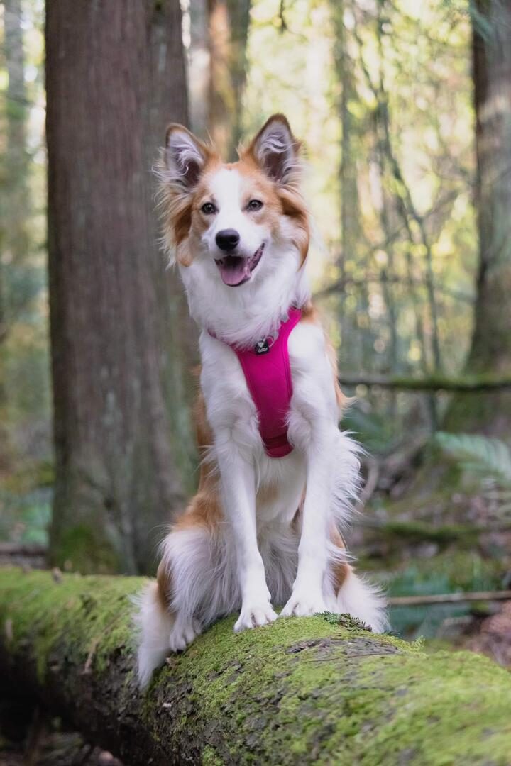 TRAINERS | BORDER COLLIE TRAINING