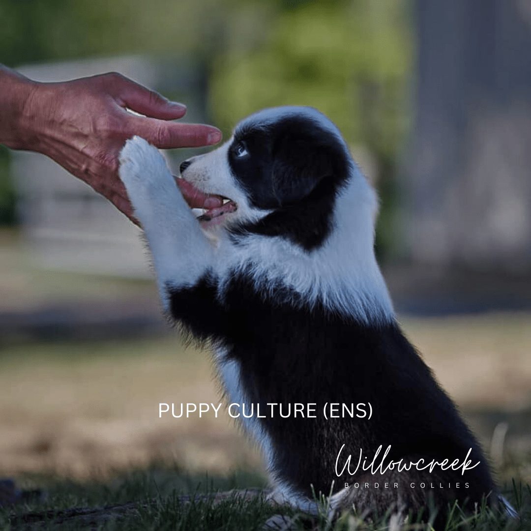What is puppy ENS?