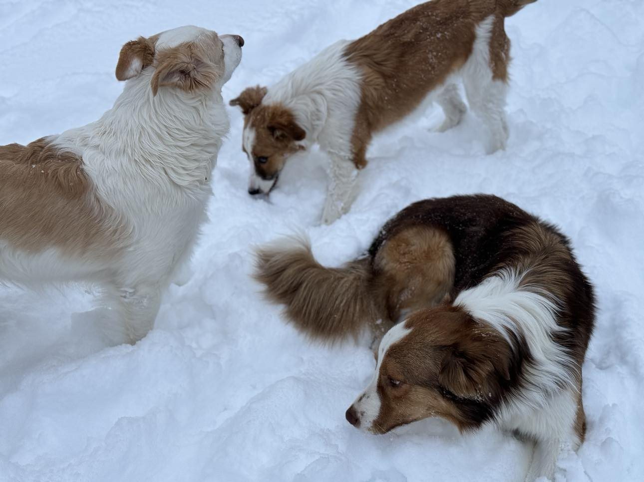 Willowcreek Border Collies | Border Collie Puppies