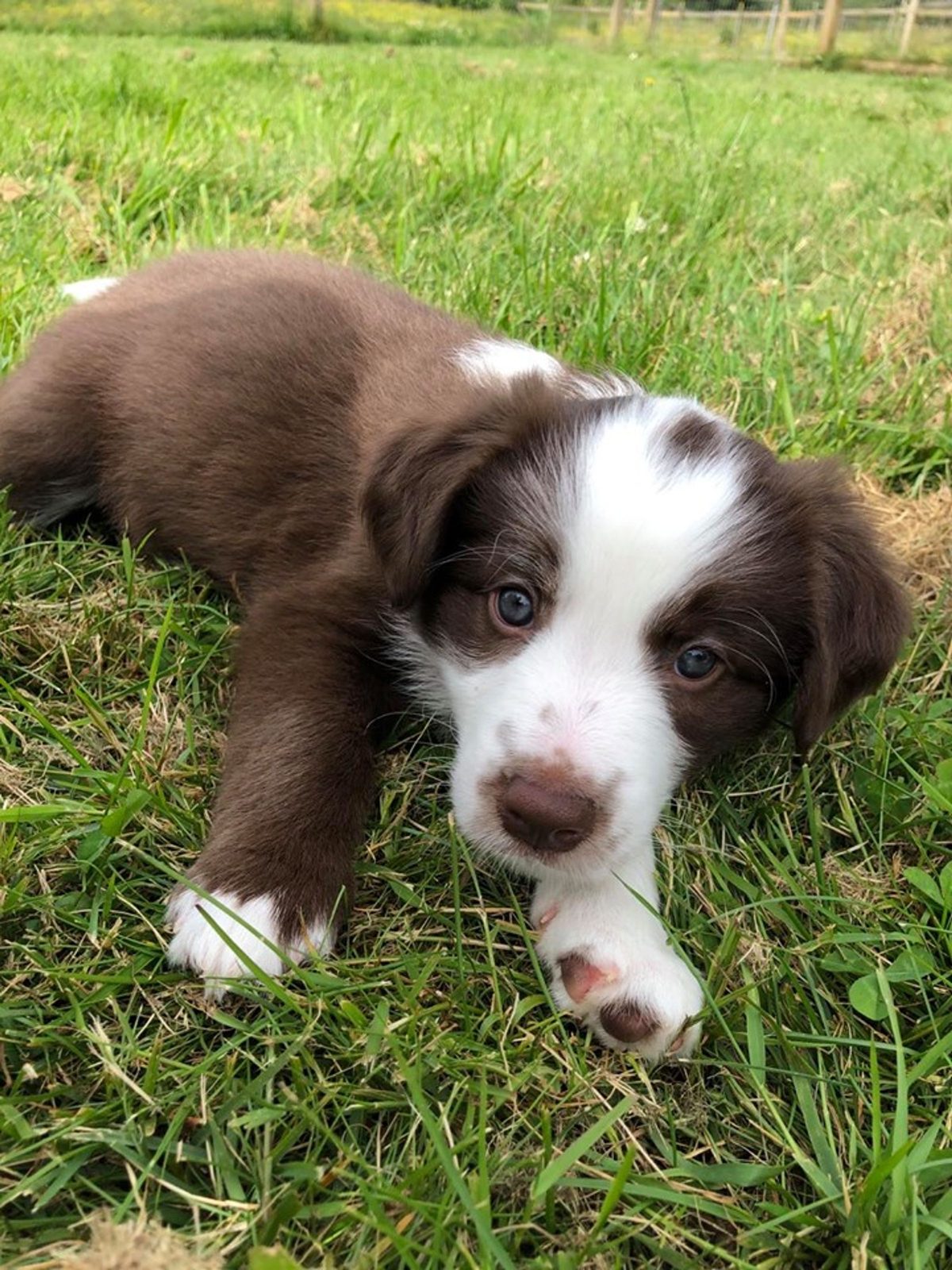 Willowcreek Border Collie Puppies | Border Collie Breeders in Canada
