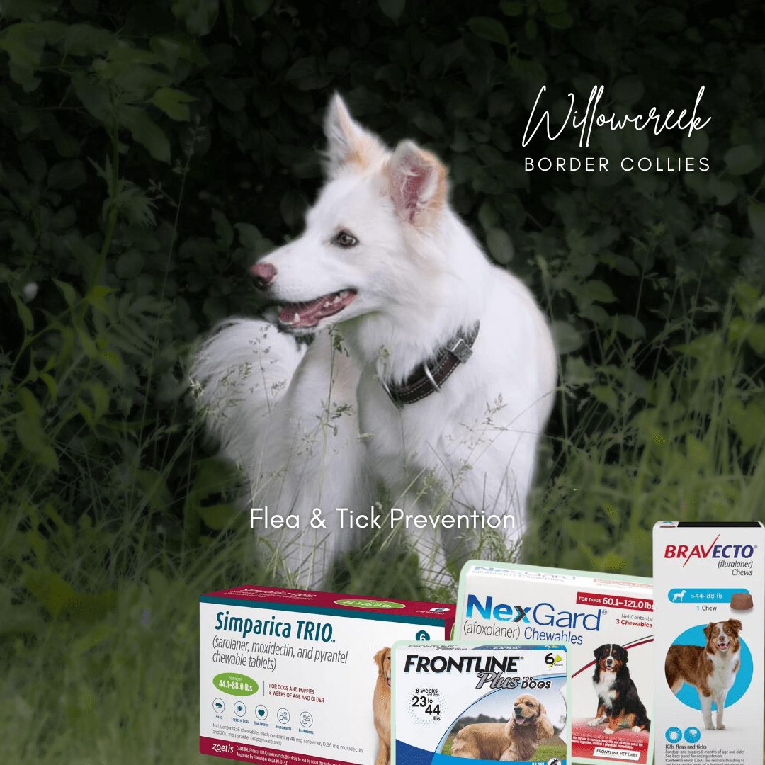 Flea and Tick Medicines: What is the best option?