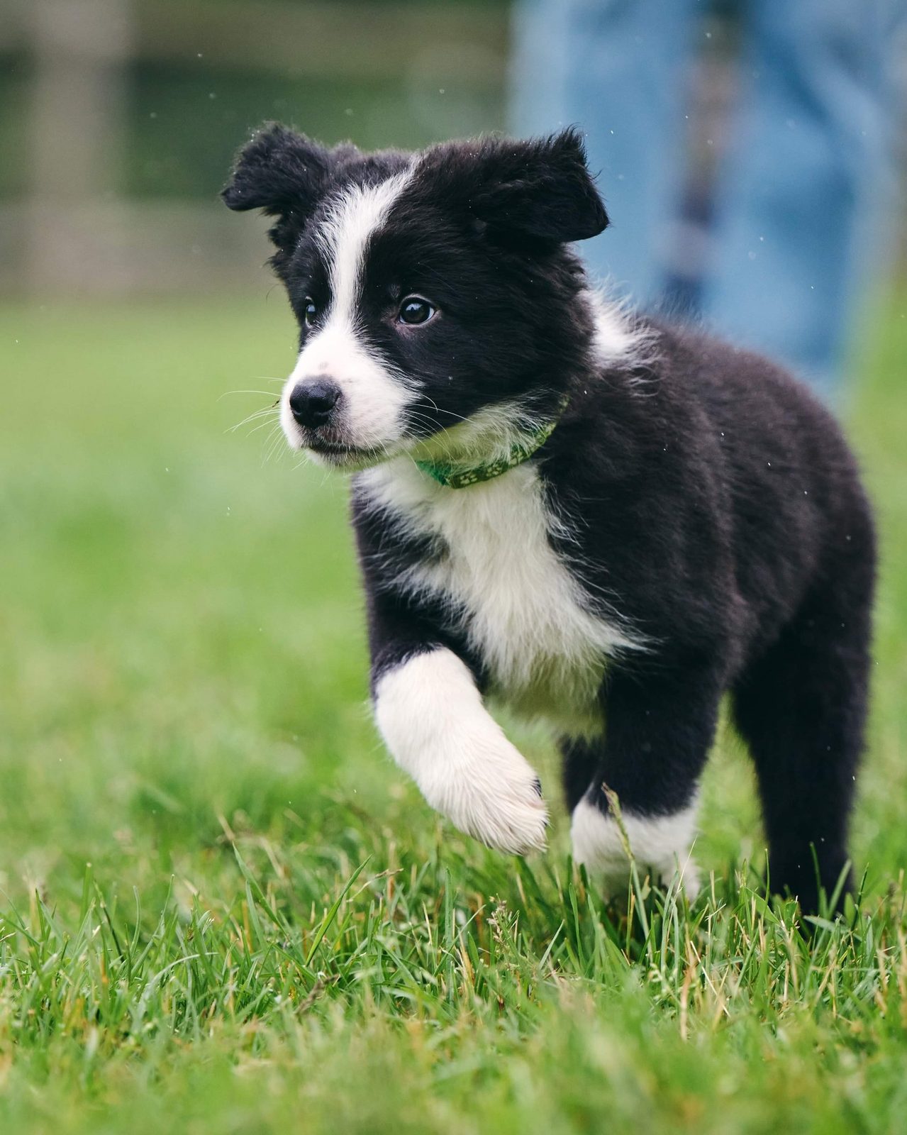 Willowcreek Border Collie Puppies | Border Collie Breeders in Canada