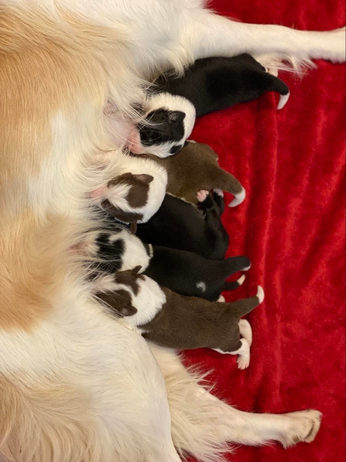 Border Collie Puppies For Sale.