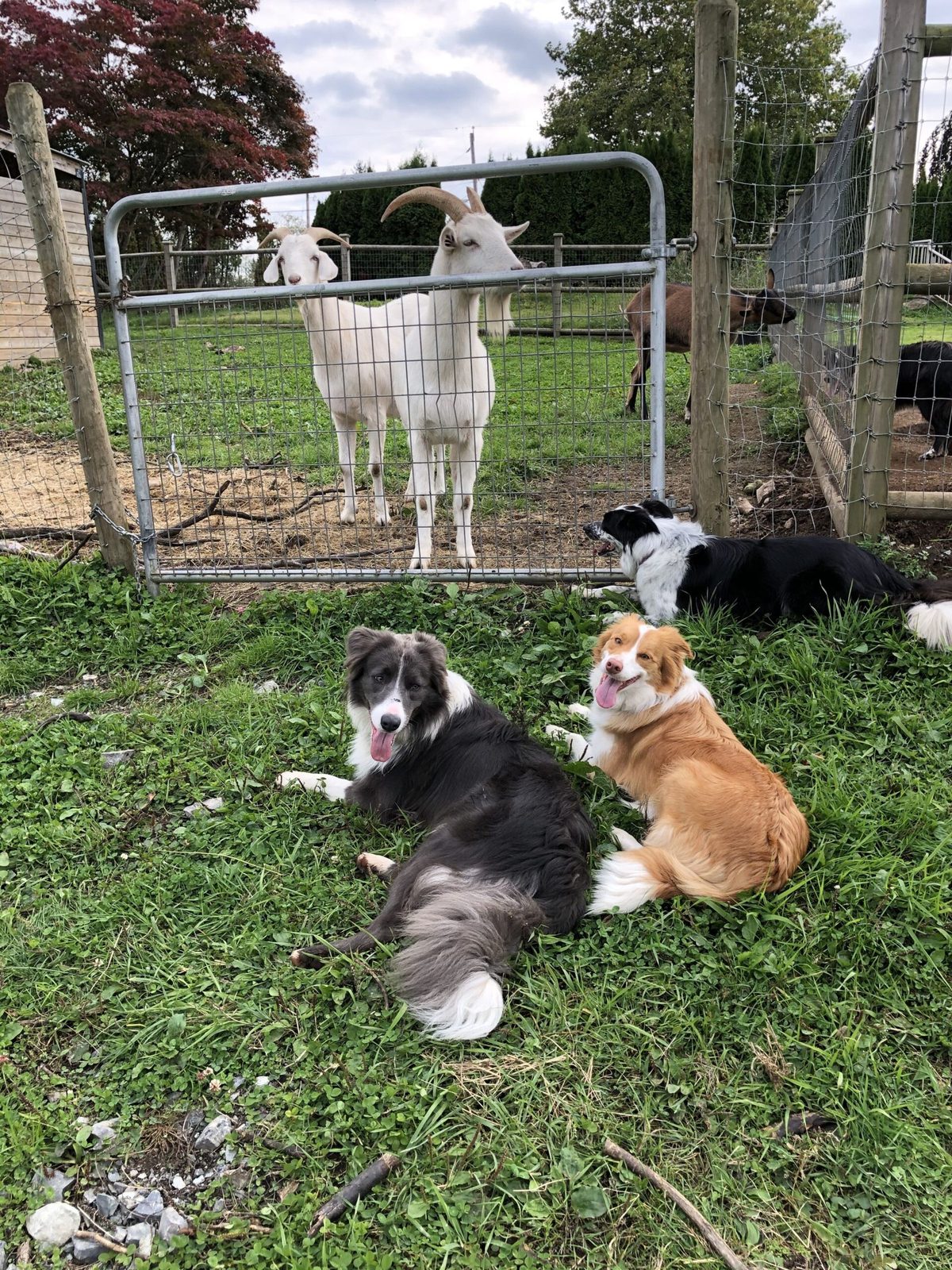 BEST VITAMINS AND SUPPLEMENTS FOR YOUR BORDER COLLIE.