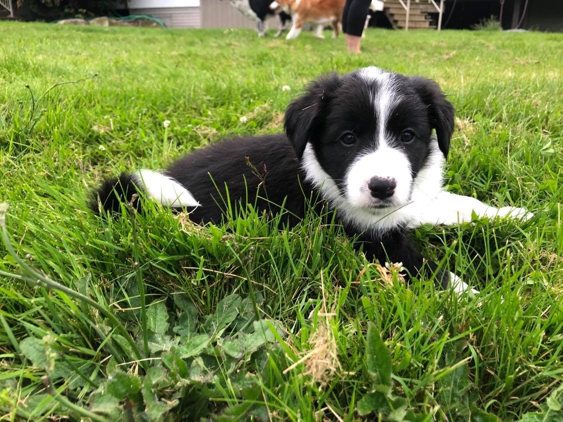 Willowcreek Border Collie Puppies | Border Collie Breeders in Canada