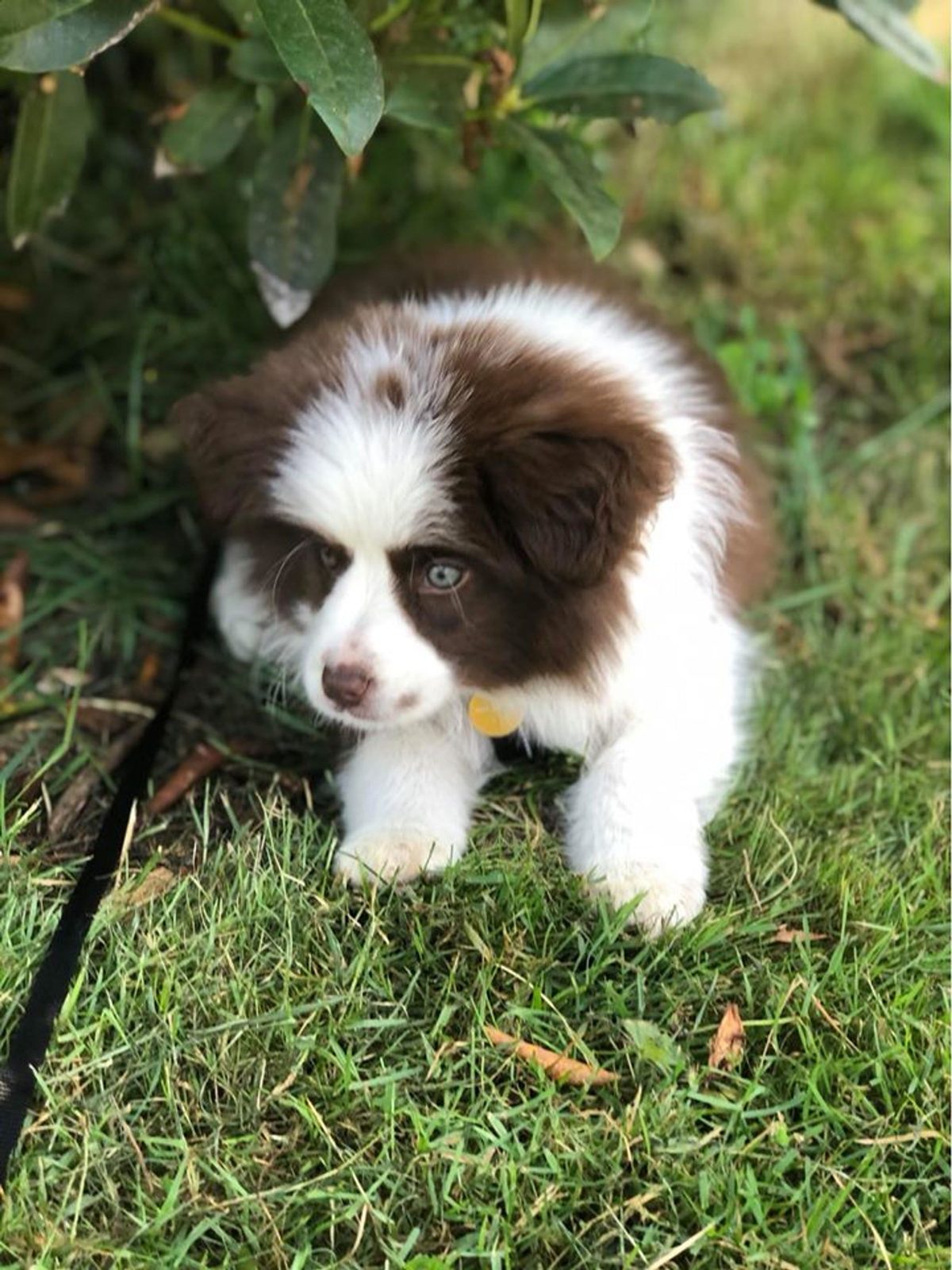Willowcreek Border Collie Puppies | Border Collie Breeders in Canada