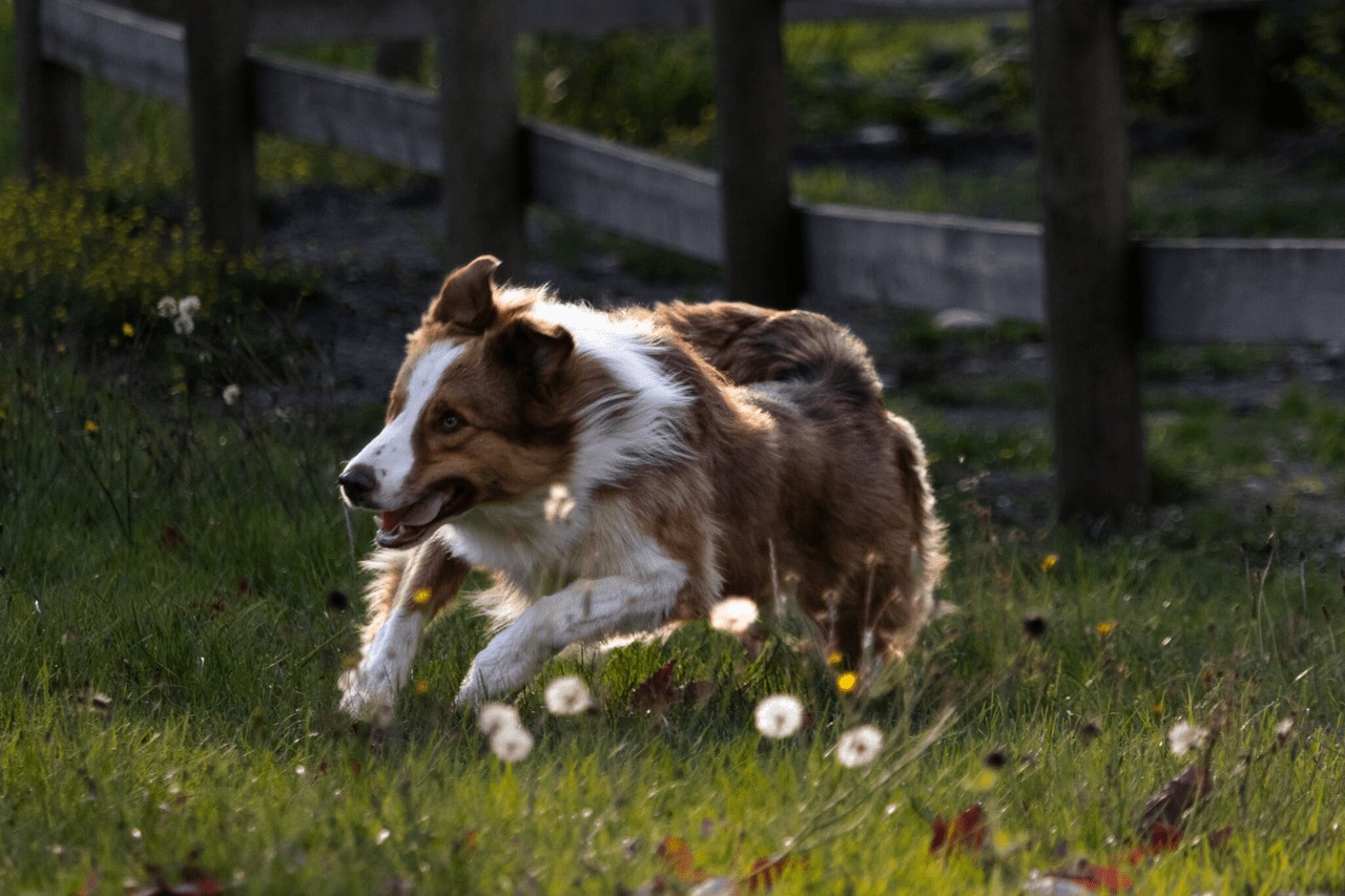 A red and white Border Collie puppy standing in the grass