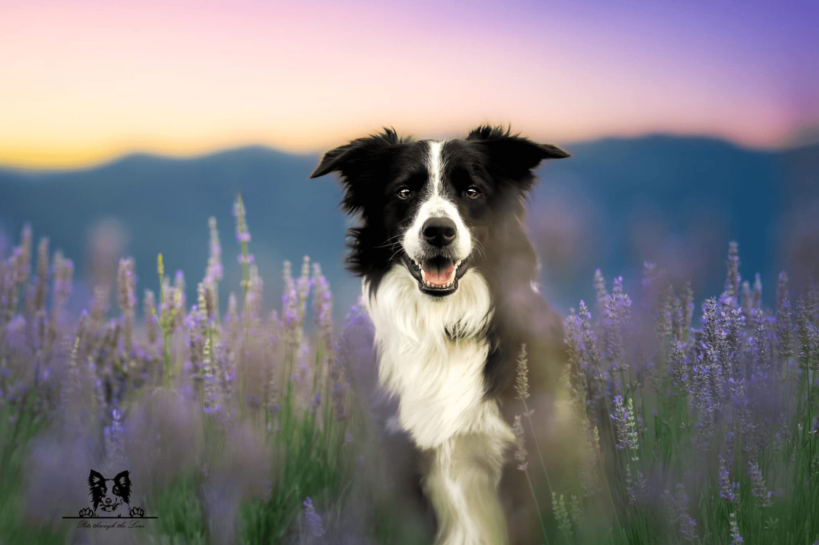 Willowcreek Border Collies | Border Collie Breeders in Canada