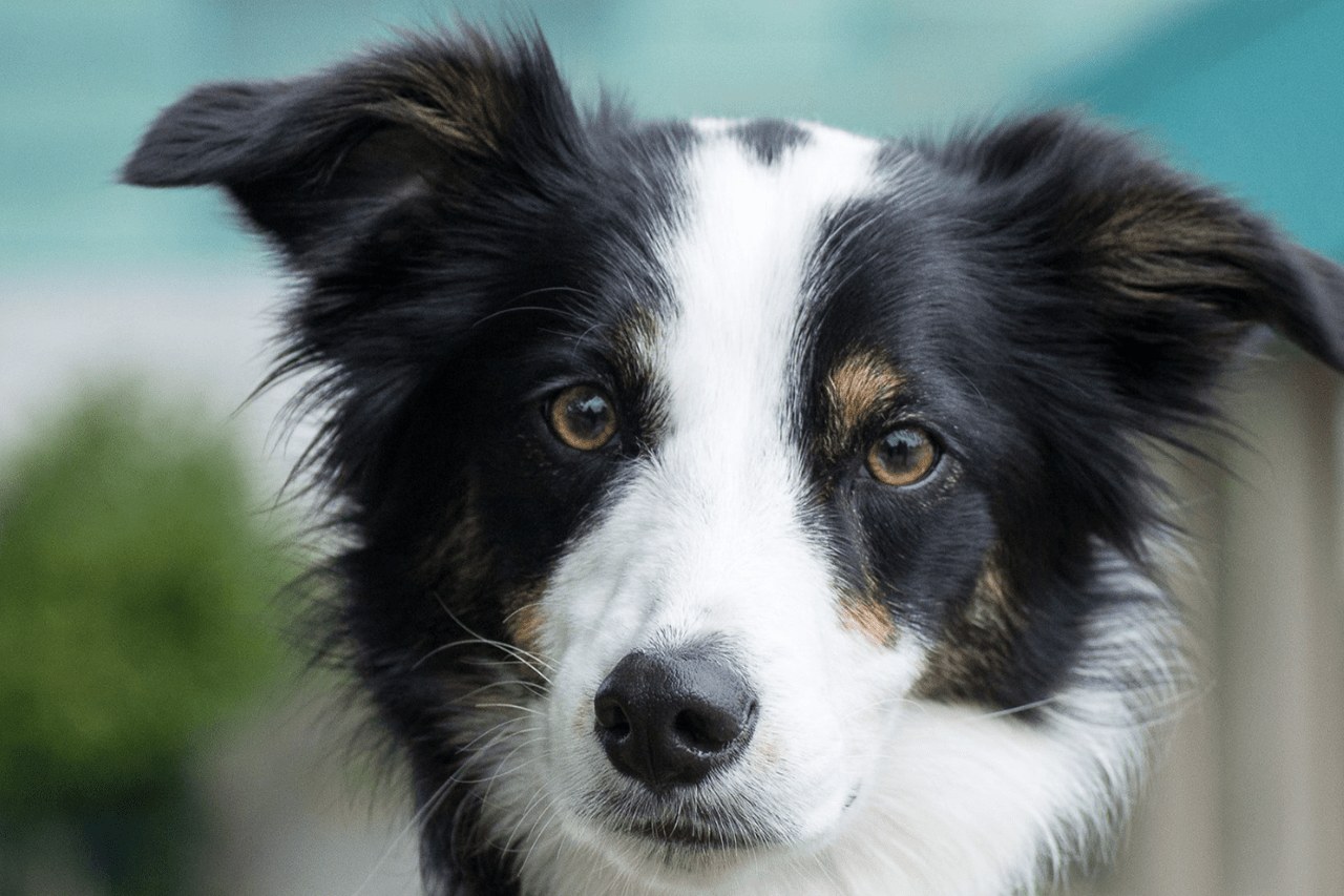 Riley, tri colour Border Collie and foundation female of Willowcreek