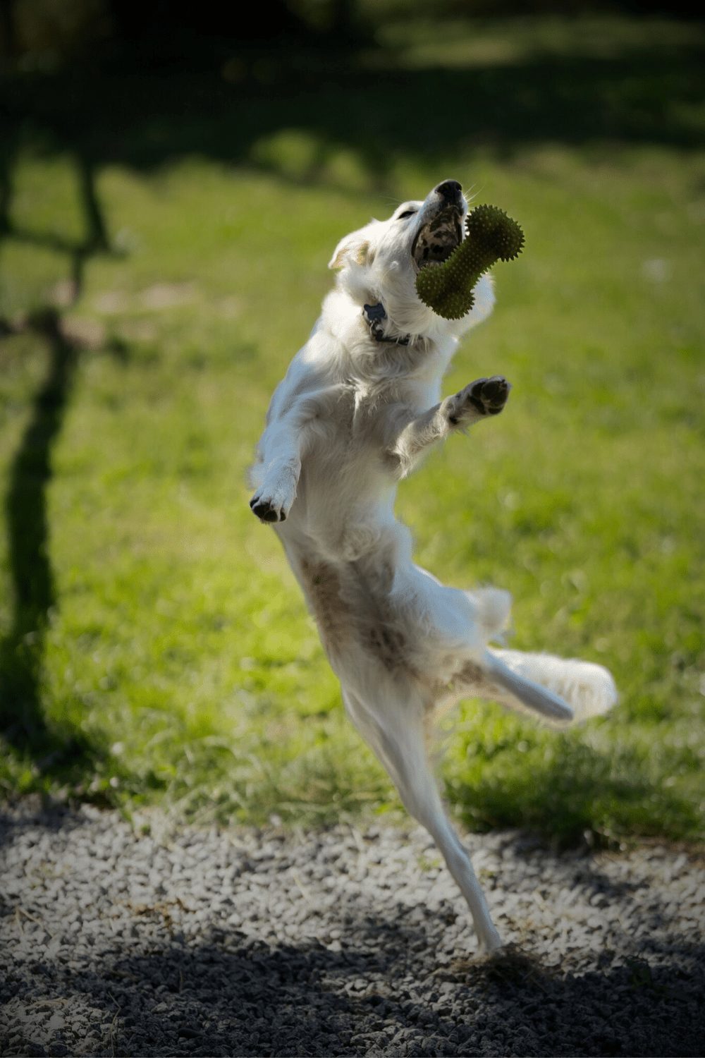 Willowcreek Border Collie Puppies | Border Collie Breeders in Canada