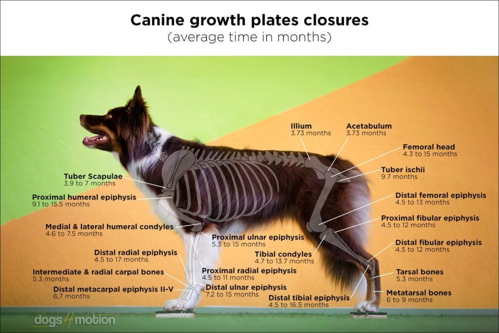 Growth Plates | Border Collie Growth Plates